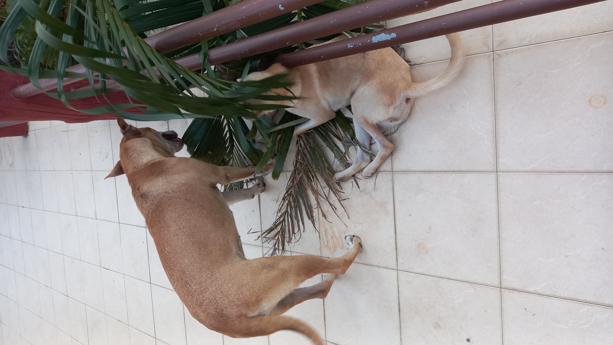 Two tan dogs are on a light-colored tiled patio. One dog stands with its mouth open, appearing to pant, next to a brown wooden post. The second dog is lying down on its side amongst palm fronds and a brown railing. The patio is outdoors, and the lighting suggests it is daytime. The scene is likely in Ko Pha-ngan District, Thailand, based on the presence of tropical plants.