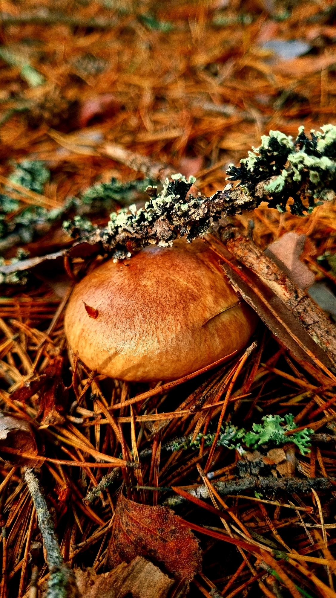 A single mushroom with a brown cap is nestled amongst fallen pine needles and branches. The mushroom's cap is smooth and slightly convex, with a subtle reddish-brown hue. A small, reddish leaf fragment is adhered to its surface. A textured, dark branch covered in light green lichen lies horizontally above the mushroom, partially obscuring its view. The surrounding ground is a dense carpet of fallen, dry pine needles, interspersed with a few dry, brown leaves and other small twigs and detritus. The overall impression is one of a natural forest floor scene, likely in a temperate climate, possibly during autumn given the fallen leaves and dry foliage. The image does not depict any urban elements or inhabitants of Vysokoe, Russia.