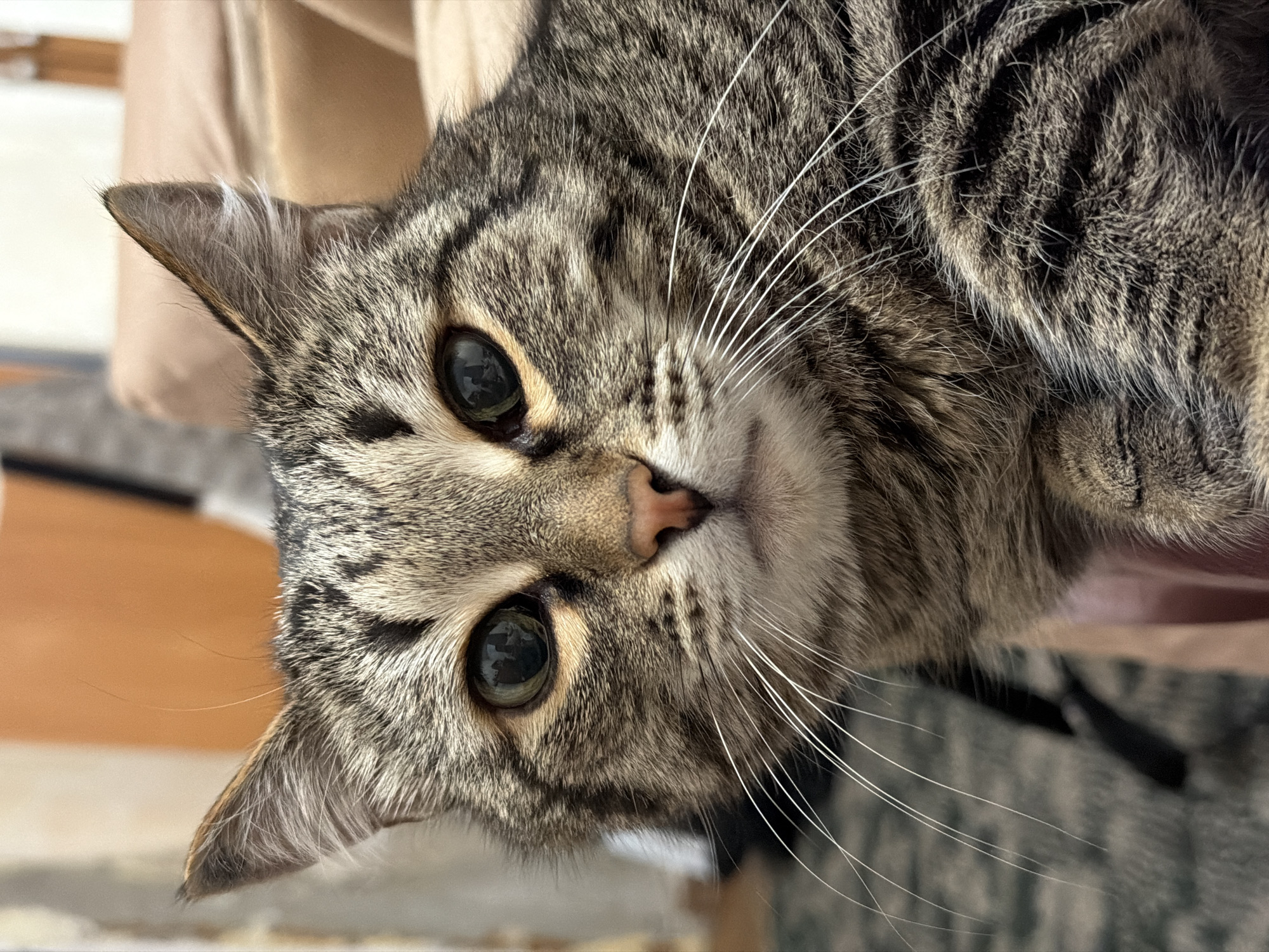 A close-up, slightly angled portrait of a tabby cat. The cat has short, dense fur patterned with brown, black, and gray stripes. It has large, round green eyes and a small pink nose. Long, white whiskers extend from its face. The background is blurred, suggesting an indoor setting with muted colors. The city and country are not discernible from the image.