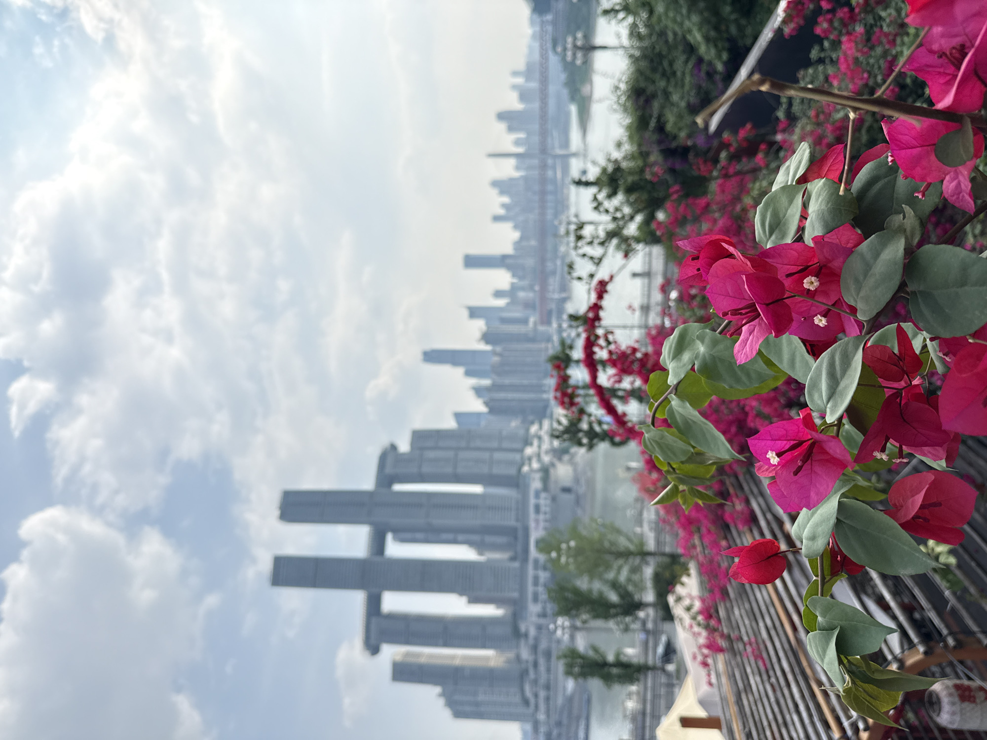 The image shows a cityscape view in Nan'an District, Chongqing, China. In the foreground, a vibrant cluster of magenta bougainvillea flowers with green leaves partially obscures the scene. Behind the flowers, a railing or fence runs horizontally. Further back, the skyline is dominated by modern skyscrapers. The buildings are various heights, and some appear to be connected by sky bridges. The sky is pale with patchy clouds. The environment suggests a humid or slightly hazy day.