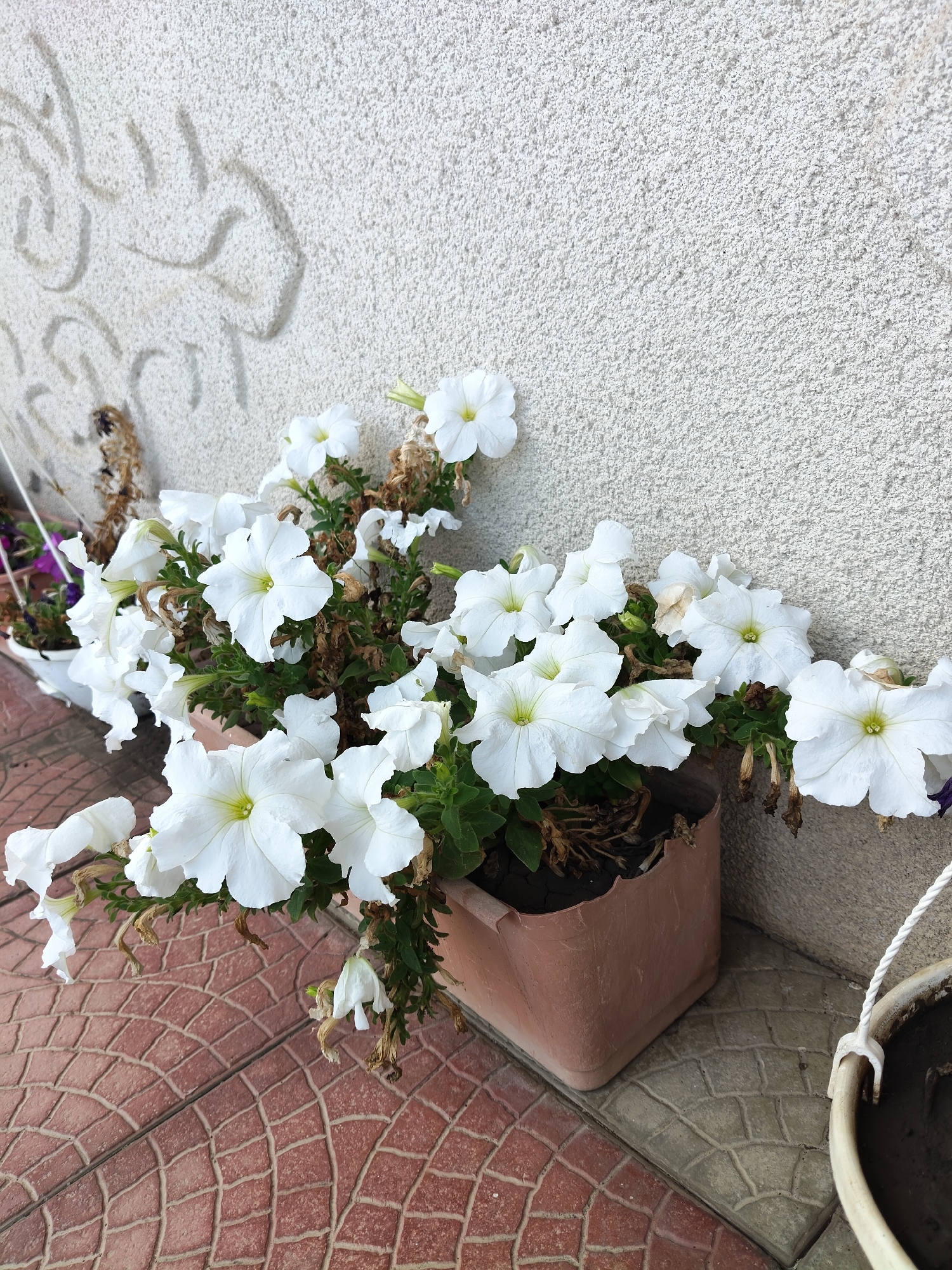 A close-up, high-angle shot shows a planter overflowing with white petunias against a textured light gray wall with a pattern that looks like a stylized drawing. The planter is a square, light brown plastic pot with a scalloped edge, and it rests on a reddish-brown tile patio. The petunias are in various stages of bloom, with some fully open and others just buds. Some dried brown leaves and stems are visible among the green foliage. To the left, another white planter containing purple flowers is partially visible. The lighting suggests it is daytime, with shadows cast by the flowers and planter. The overall scene appears to be outdoors, possibly in a garden or on a porch.