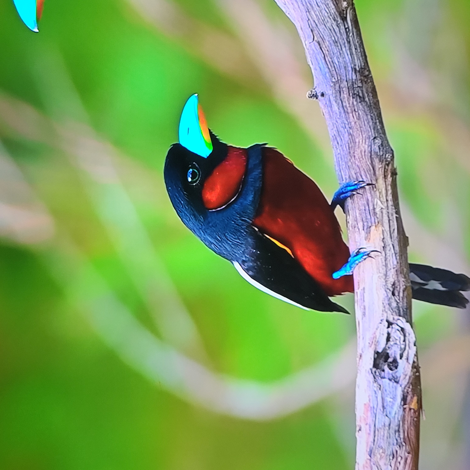 A colorful bird perches on a weathered branch against a blurred green background. The bird has black, red, and white plumage, bright blue legs and feet, and a distinctive blue bill. The branch appears to be a part of a dead tree.
There is no evidence of the location of Yerevan, Armenia in this image.