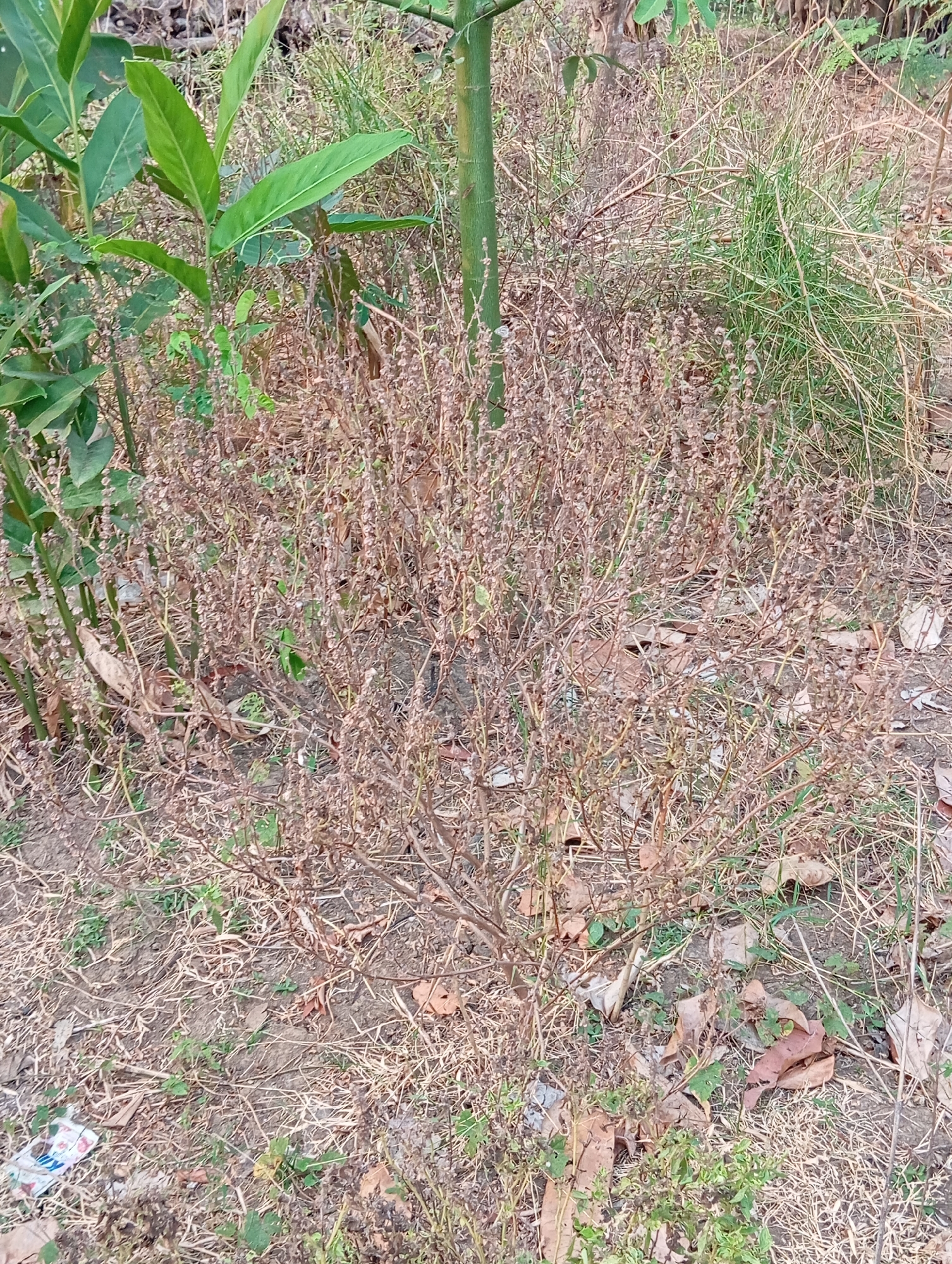 The image depicts an outdoor scene in Sudikampiran, Indonesia, focusing on a dried-out, bushy plant with many small seed pods. The plant is situated amongst dry grass, fallen leaves, and some green vegetation. To the left, a larger plant with broad green leaves and a thick stalk is visible, along with a portion of a green bamboo stalk to the right. The ground is covered in dry soil, with scattered dry leaves and blades of grass. A small piece of colorful plastic litter is present in the lower left corner. The overall impression is one of a dry, somewhat neglected natural or semi-natural environment.