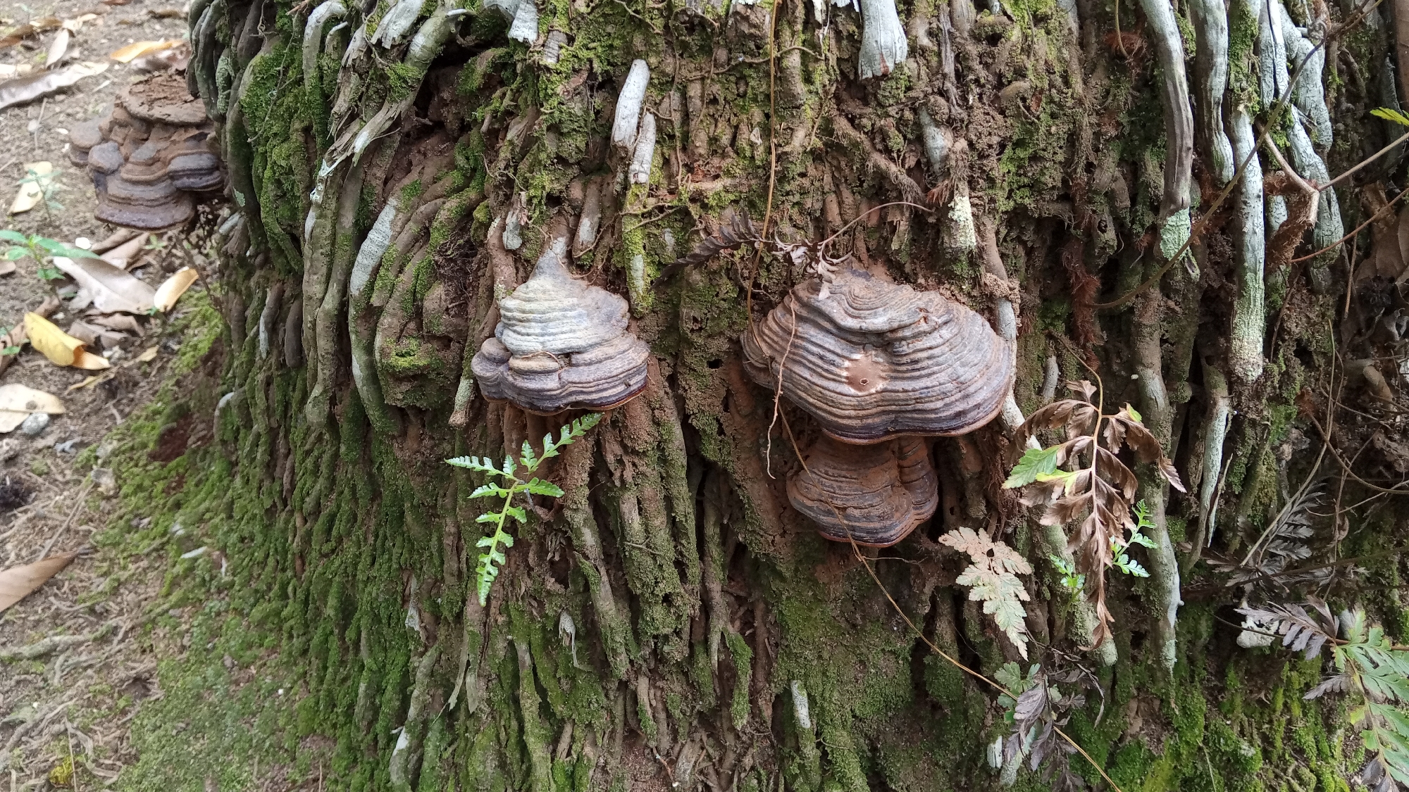 A close-up, eye-level shot captures the textured bark of a tree, its surface covered in green moss and thick, intertwined roots. Several shelf fungi, also known as bracket fungi, are attached to the bark. The largest of these fungi are on the right side of the frame, appearing as stacked, layered formations in shades of brown and gray. Two smaller fungi are visible on the left, one larger and one smaller, exhibiting similar layered patterns. A small, bright green fern frond sprouts from the bark near the center of the image, contrasting with drier, brown fern leaves scattered around. The ground to the left of the tree is covered with fallen leaves and a light brown, earthy substrate. The overall impression is one of a natural, damp environment, likely a forest floor or a wooded area. The image is undated and undated, but based on the provided location, it is situated in the city of Meunasahuket, Indonesia.