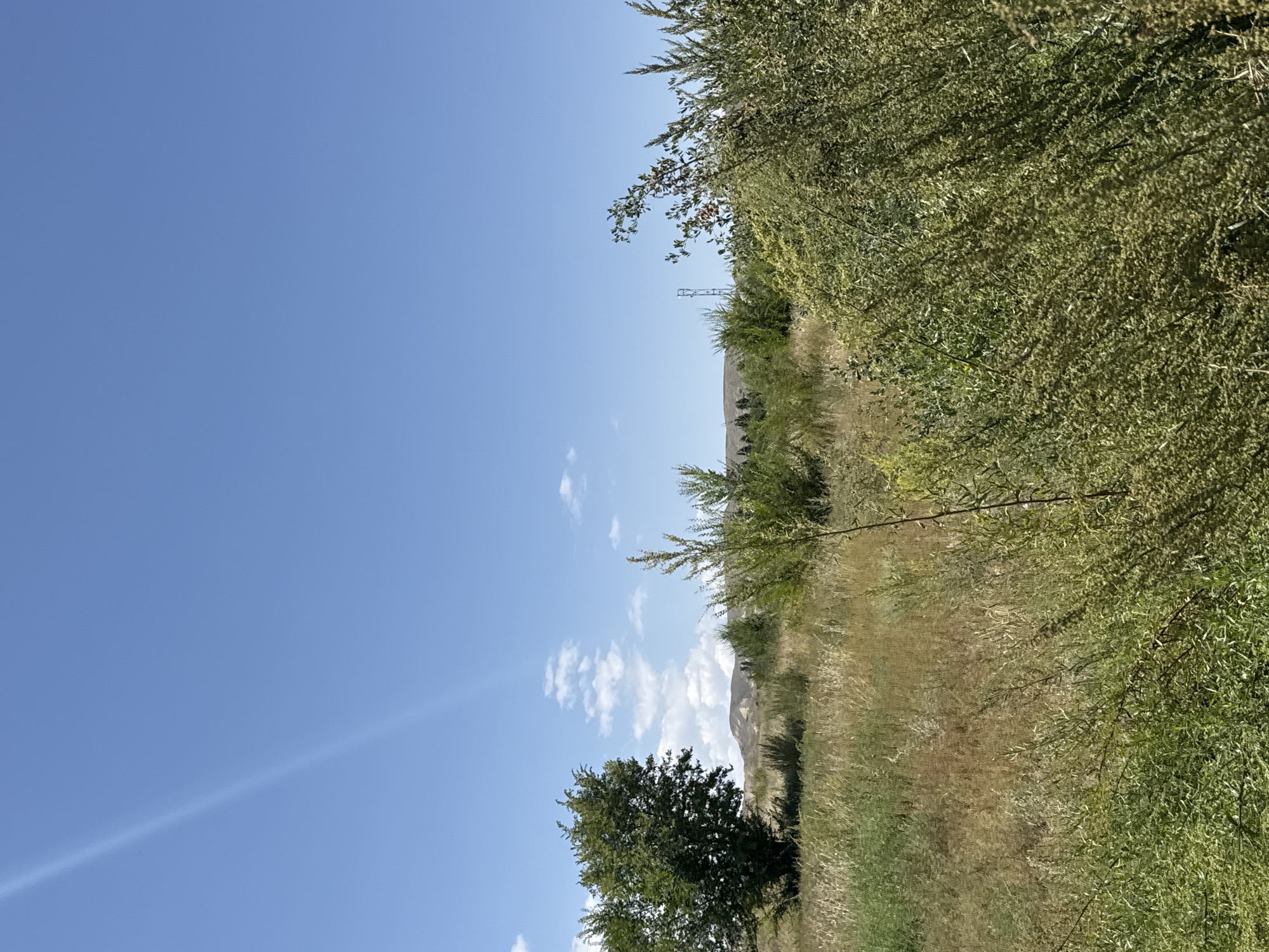 This is an outdoor, eye-level shot of a rural landscape in Kara Talaa, Kyrgyzstan. The scene is dominated by a clear blue sky with a subtle lens flare in the upper left corner. In the middle ground, a field of dry, golden grass stretches across the frame, punctuated by several green trees and shrubs. A distant hill range, appearing in muted tones of brown and green, forms the horizon. A solitary transmission tower is visible among the trees on the right side of the frame. The foreground is filled with dense, green vegetation, obscuring the ground level. The overall impression is one of a sunny, arid, and sparsely populated rural environment.