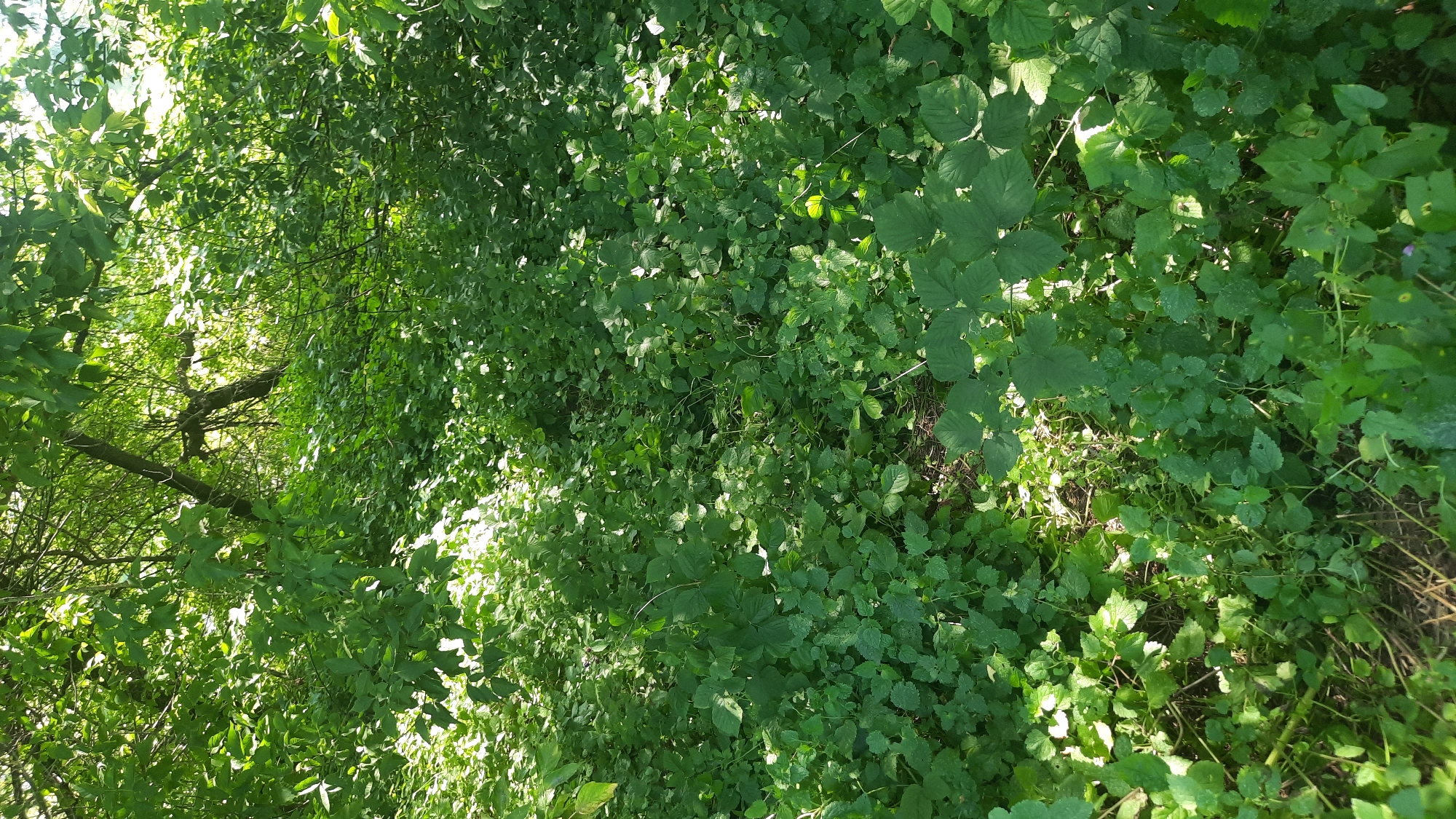 The image shows a dense, overgrown area of green foliage in what appears to be a wooded or park-like setting, possibly within the city of Shklov, Belarus. The scene is dominated by various types of green leaves and branches, with sunlight filtering through the canopy, creating patches of light and shadow on the ground. There are no visible people, structures, or specific landmarks that would definitively place the location within Shklov, but the lush vegetation suggests a natural or semi-natural environment. The overall impression is one of a wild, untamed landscape.
