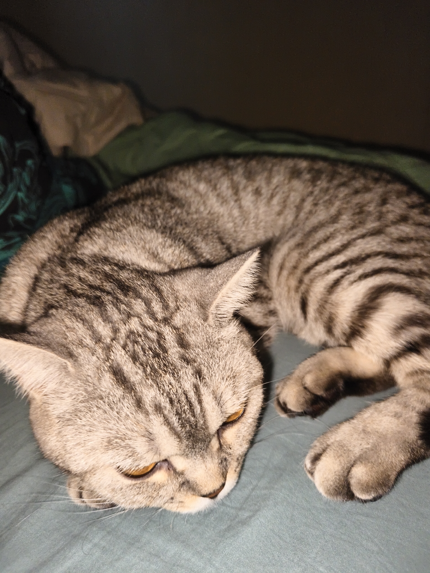 A close-up, eye-level shot shows a tabby cat curled up on a bed with teal-colored sheets. The cat is silver-gray with black stripes and amber eyes. Its head is resting on the bedding, and its paws are tucked underneath its body. The background is dark and blurry, with hints of folded blankets and fabric. The overall lighting is dim, suggesting the photo was taken in low-light conditions.