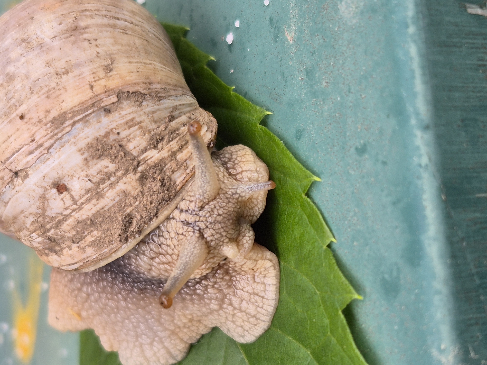 A close-up, overhead shot shows a snail on a green leaf. The snail's shell, a spiral of tan and white, is textured and coated with dirt. The snail's body is a pale, fleshy color with a rough, bumpy texture. Two antennae extend from its head, each tipped with a small brown knob. The snail rests on a vibrant green leaf with serrated edges. The leaf is positioned on a teal-colored surface that appears to be made of plastic or painted metal, possibly a table or planter. A few small, white crystalline specks are scattered on the teal surface. The lighting suggests it is daytime, but no specific time can be inferred. The overall impression is a macro photograph focusing on the intricate details of the snail and its immediate environment.