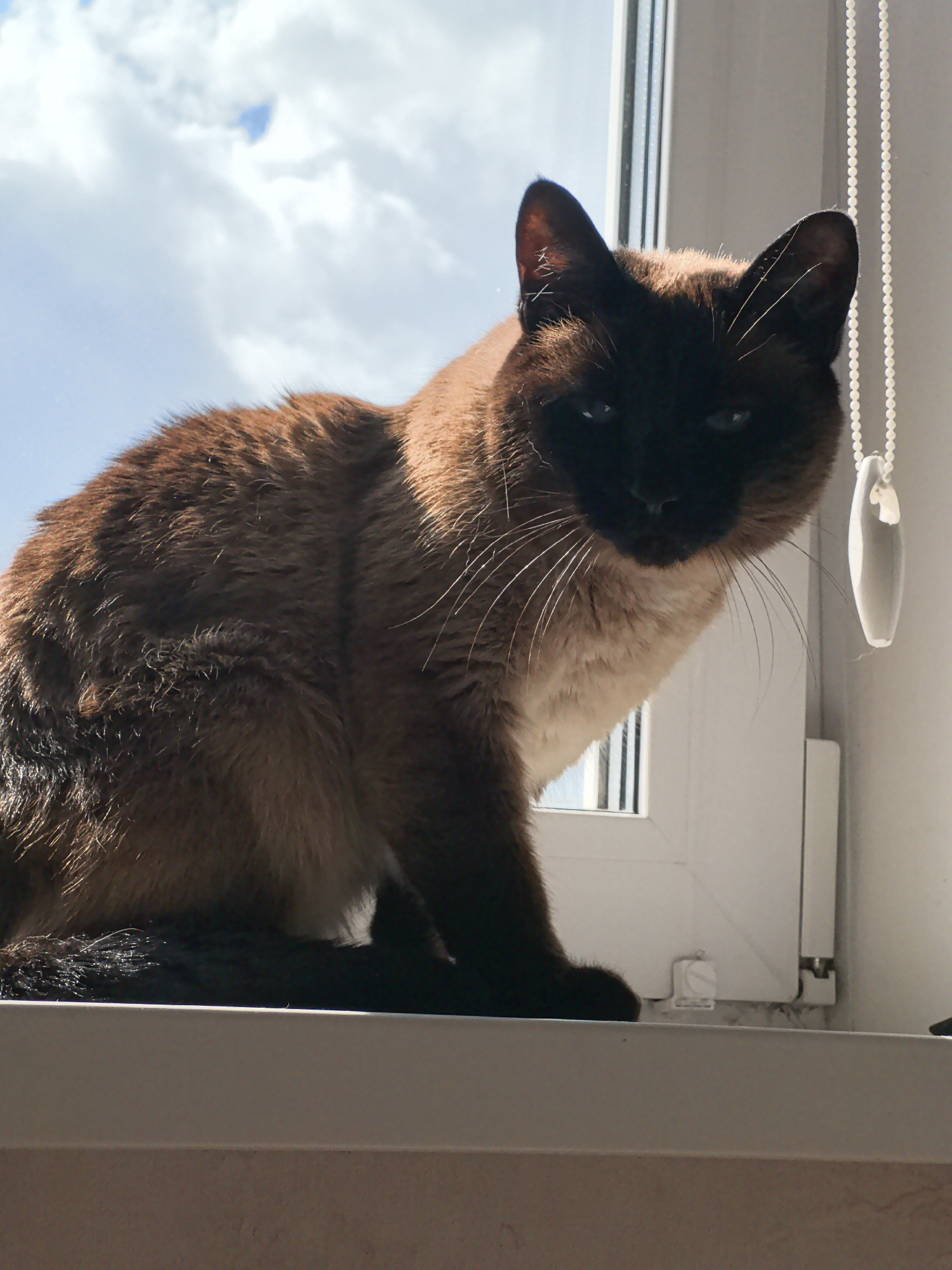A medium shot shows a Siamese cat sitting on a white windowsill, looking towards the camera. The cat has dark brown fur on its head and body, with lighter brown fur on its chest and legs. Its eyes are light blue. Behind the cat, a window reveals a bright blue sky with white clouds. To the right of the cat, a white beaded cord hangs next to the window blinds. The windowsill is plain white, and the background to the right is a white wall. The location is Фролы, Russia.