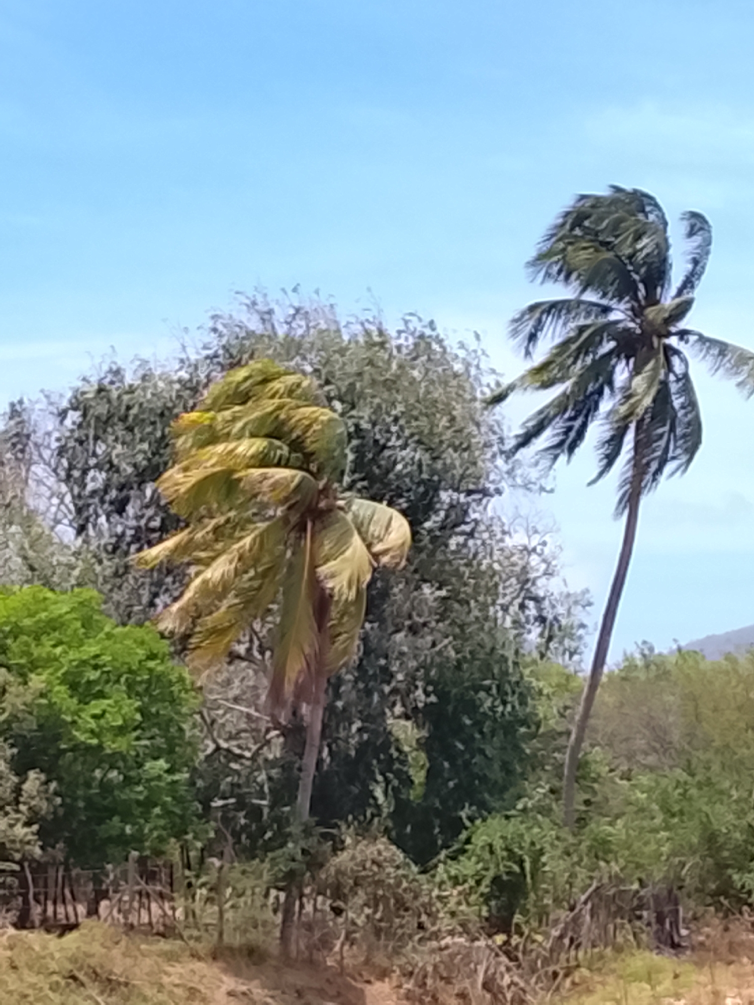 This image, taken in Altagracia, Venezuela, shows two prominent palm trees set against a backdrop of lush vegetation and a clear blue sky. The palm trees are the primary subjects, with their fronds bending noticeably, likely due to wind. In the background, a variety of other trees and shrubs create a dense green landscape. A rudimentary wooden fence is visible in the foreground, suggesting a boundary or enclosure. The overall impression is that of a tropical or subtropical environment.