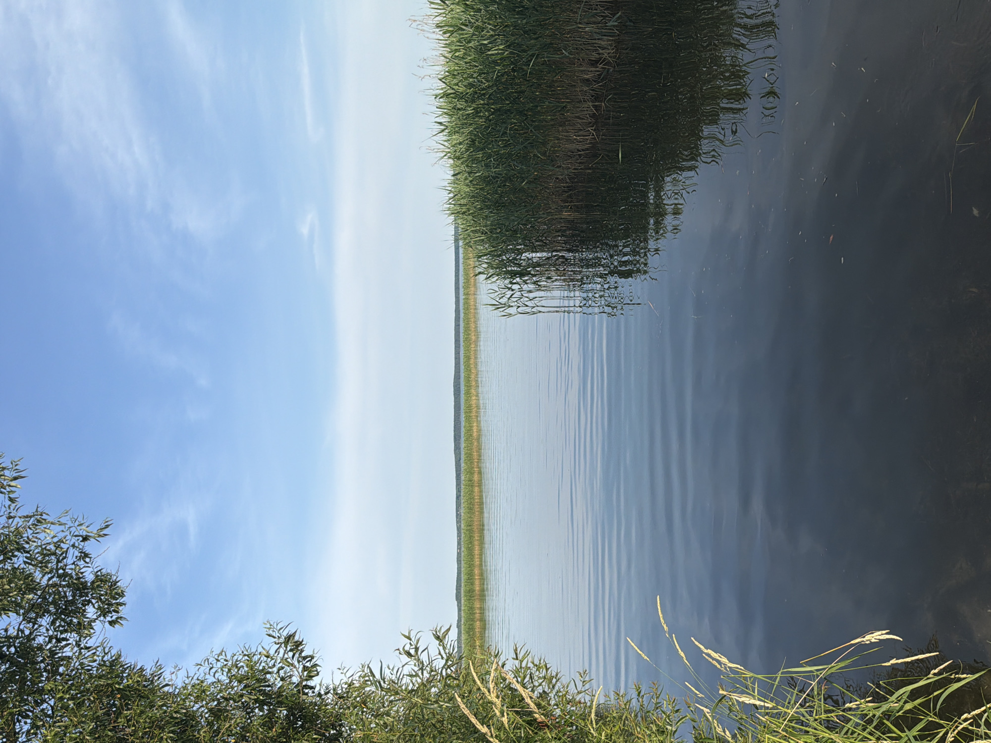 The image depicts a tranquil lake scene under a bright, partly cloudy sky. In the foreground on the left, lush green foliage and tall, dry grasses spill into the water. The lake itself is calm, with gentle ripples reflecting the blue sky and the surrounding greenery. On the right side of the frame, a dense wall of tall green reeds stands out, their reflections shimmering on the water's surface. In the distance, a low, tree-lined horizon stretches across the frame, indicating the far shore of the lake. The overall impression is one of natural beauty and serenity.