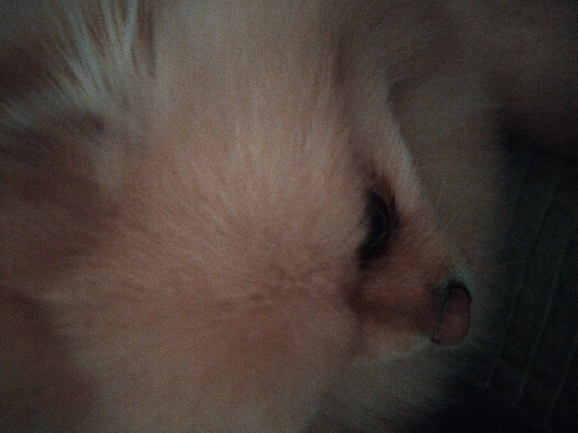 The image is a close-up shot of a light-colored Pomeranian dog's face, with a focus on its head and snout. The dog appears to be looking down and to its right. The fur is fluffy and light brown or cream-colored, with some darker fur visible around the eye and nose area. The lighting is dim, creating a slightly grainy effect. There are no discernible features of the city of Apriltsi, Bulgaria, in the image, as it is solely focused on the dog's face.