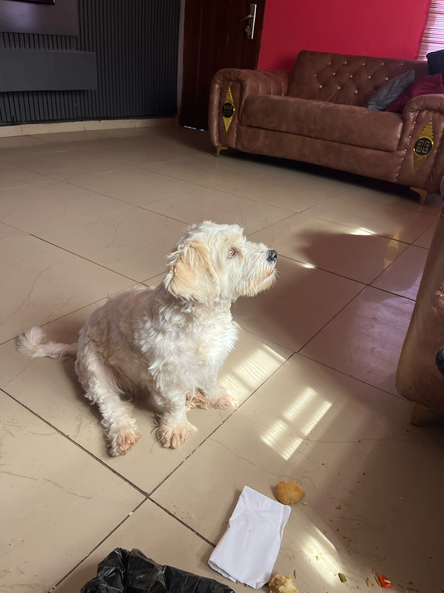 A small, white, fluffy dog with light brown eyes sits on a beige tiled floor, looking to its right. The dog is facing away from the camera, with its tail curled upwards. In the background, there is a brown leather sofa with gold accents and a red wall. A black trash bag is on the floor in the foreground, along with a crumpled white napkin and scattered food. Sunlight streams in from the left, casting striped shadows across the floor. The scene appears to be indoors, possibly in a residential setting within the city of Jos, Nigeria.