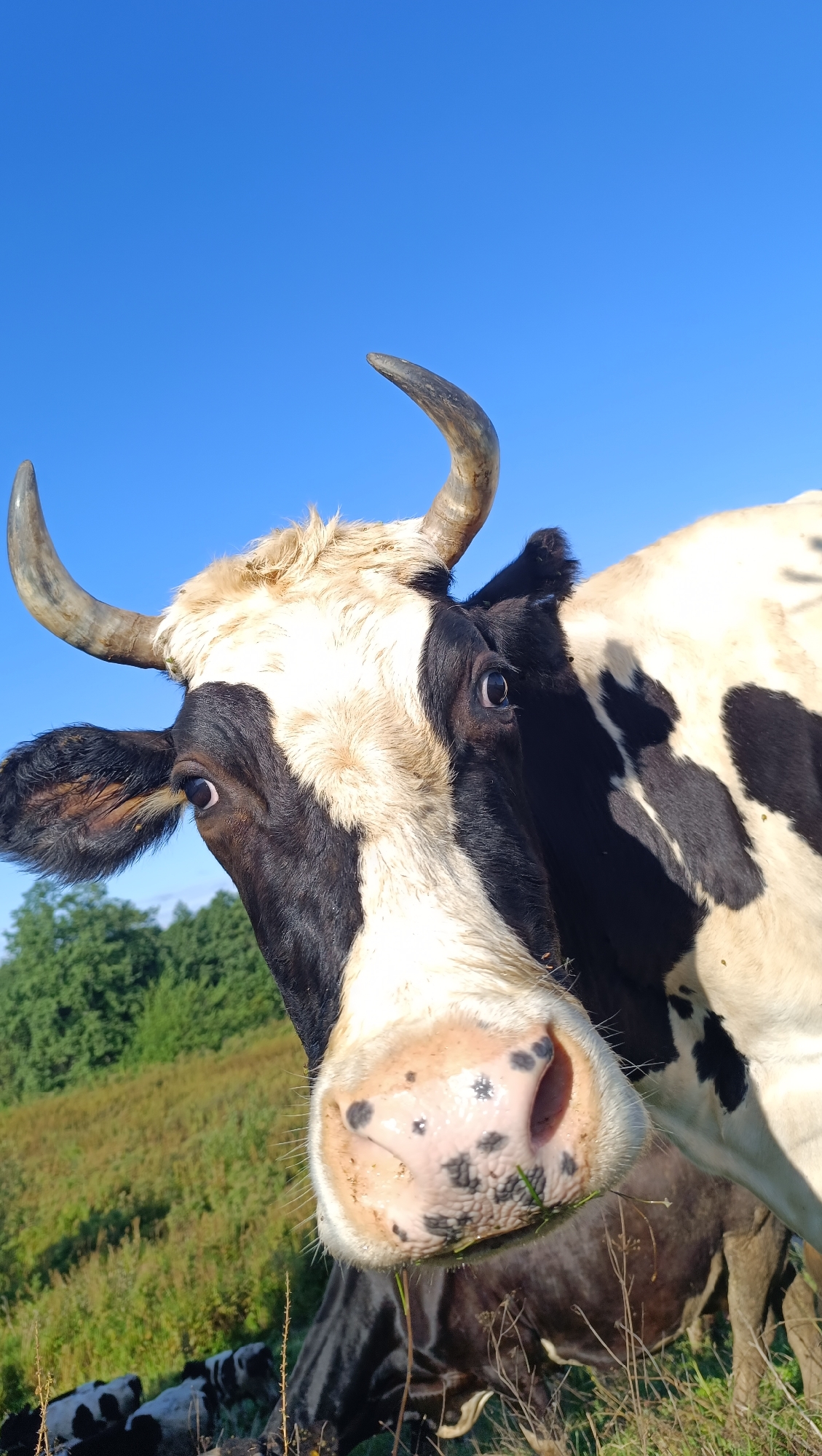 In the city of Karsha, Russia, a close-up shot captures the face of a black and white cow against a clear blue sky. The cow's head is tilted, with one horn curving upwards and the other more prominently visible. Its large, dark eyes are open, and its nostrils are wide, with speckles of black. The cow has a white blaze on its forehead and neck, contrasting with its black patches. In the background, a green meadow stretches out, dotted with trees and other cows, some of which are also black and white. The lighting suggests it is a sunny day.