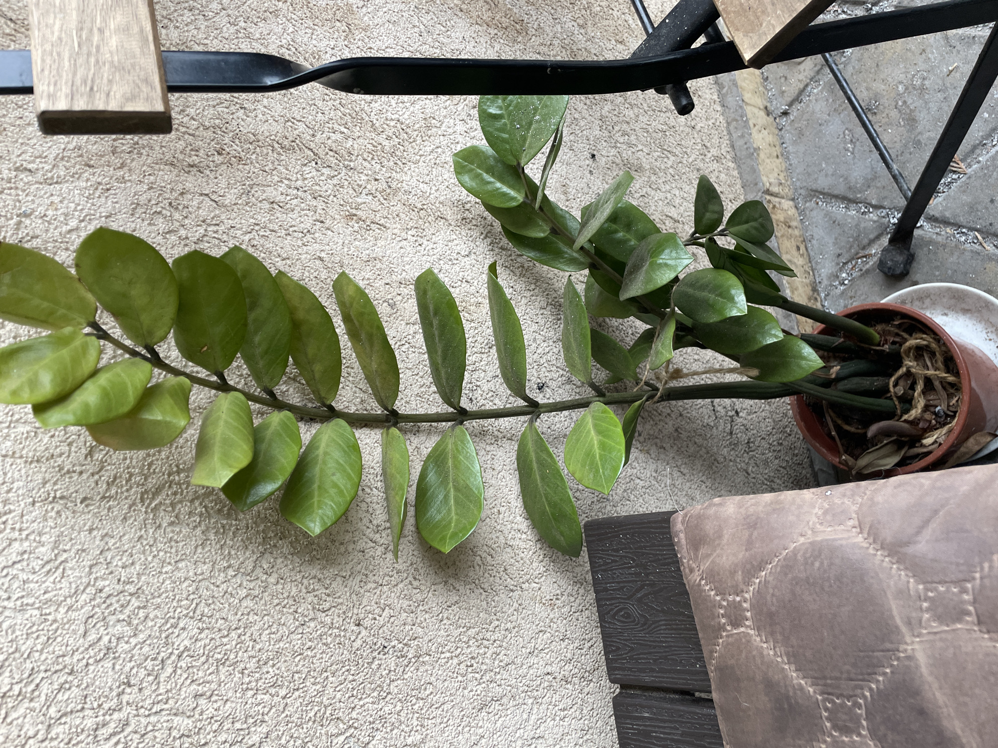 The image depicts a ZZ plant with long, leafy stems spilling from a terracotta pot. The plant is situated on an outdoor patio or balcony, with a beige textured surface visible beneath the leaves. A portion of a metal-framed chair is present, with a light wood seat and a black twisted metal support. To the lower right, part of a cushioned bench seat or pad is visible, featuring a patterned surface. The environment suggests an urban setting, but there is no definitive evidence within the frame to pinpoint the specific city of Veliko Tarnovo, Bulgaria.