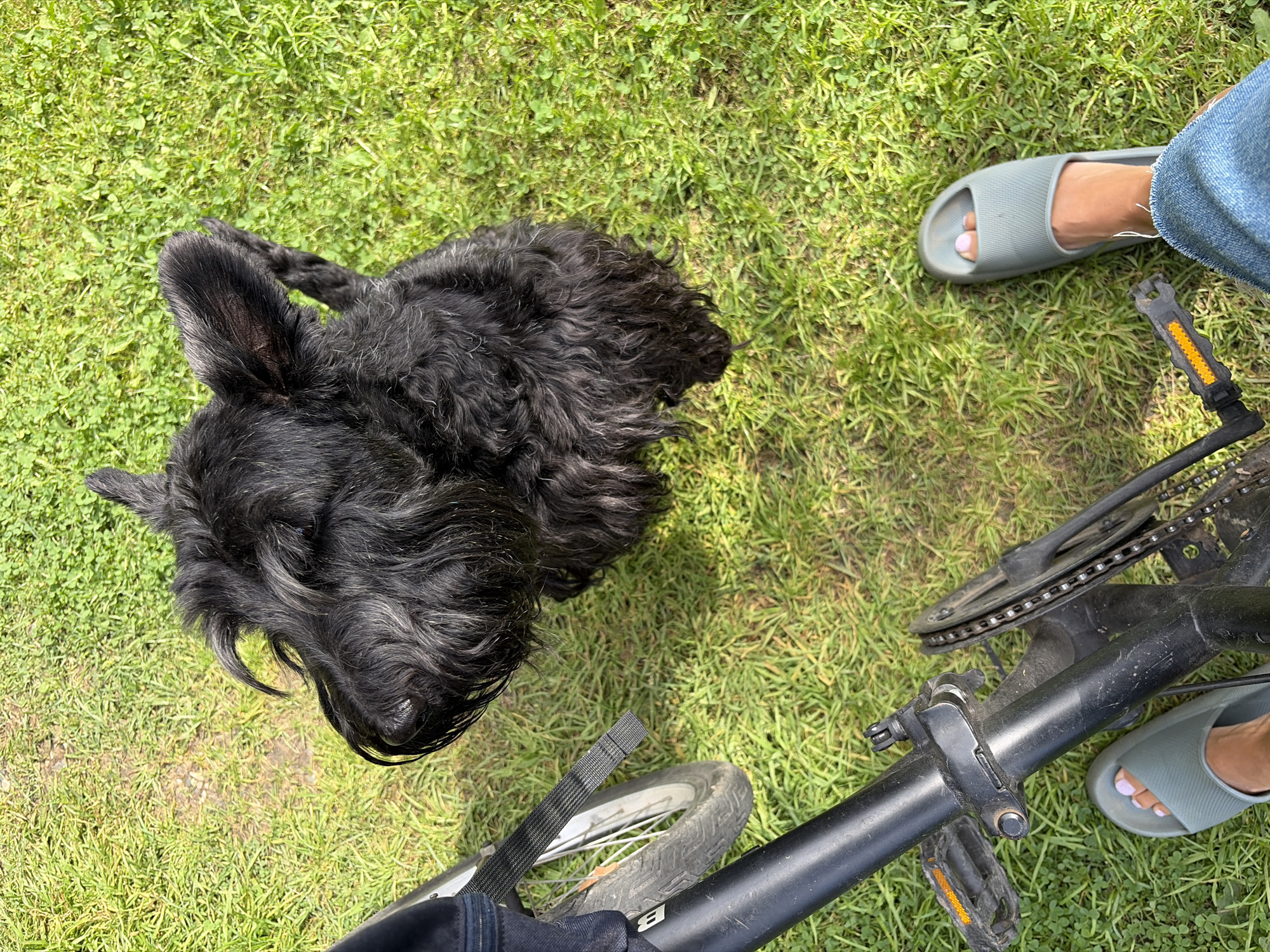 A black Scottish Terrier dog is looking up to the right while sitting on green grass next to a bicycle. The bicycle is black with a silver rim on the front wheel and orange pedals. A person's feet are visible at the bottom of the image, wearing gray slides and blue jeans. The scene appears to be outdoors in a grassy area, possibly a park or backyard, in Нерудник Снт, Russia.