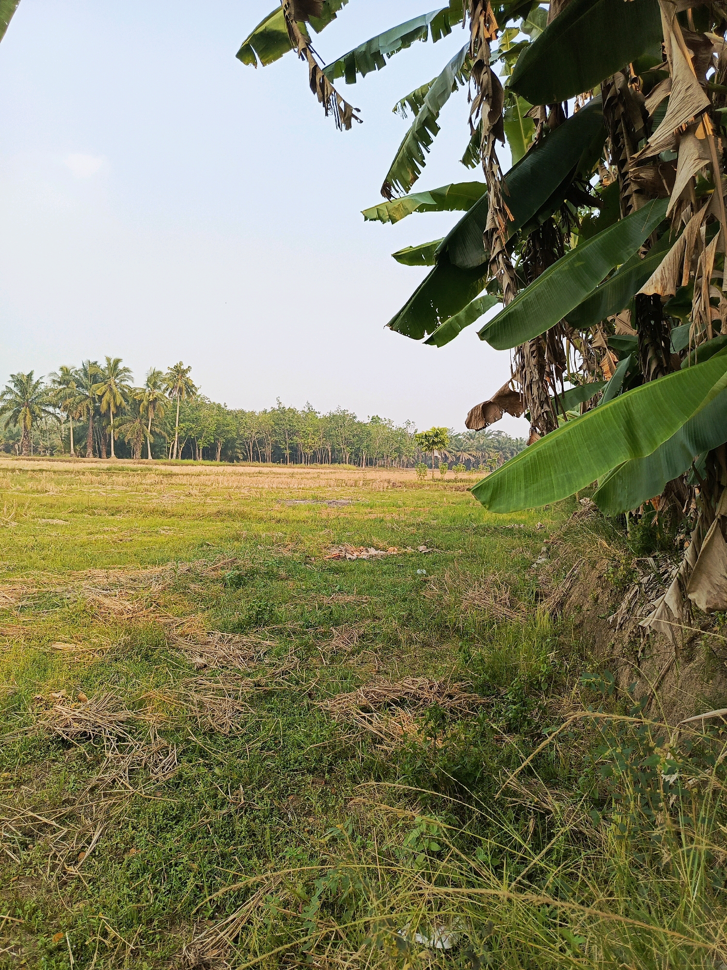 In a rural landscape, likely in or near Megang Sakti II, Indonesia, the foreground is dominated by a close-up view of the textured ground. This ground is a mix of green grass and dry, straw-like debris, suggesting a field that may have been recently harvested. The texture is detailed, with individual blades of grass and stalks of straw visible, creating a sense of depth and natural imperfection.
Beyond this immediate ground cover, the scene opens up to a wider view of a field. The field exhibits a patchwork of colors, with areas of dry, golden straw contrasting with patches of green vegetation. In the middle ground, a line of trees creates a distinct boundary. To the left of these trees, a cluster of tall palm trees stands out, their silhouettes clearly defined against the sky. To the right of the palm trees, a denser line of deciduous trees forms a verdant backdrop.
The sky above is a pale, almost cloudless expanse, indicating fair weather and possibly early morning or late afternoon light, given the soft illumination. In the upper right quadrant of the image, a prominent cluster of large, green banana leaves hangs into the frame, partially obscuring the sky and adding a foreground element of tropical flora. Some of these leaves show signs of drying and browning at the edges, typical of mature banana foliage. The overall impression is one of a tranquil, agricultural setting, characteristic of a rural Indonesian environment.
