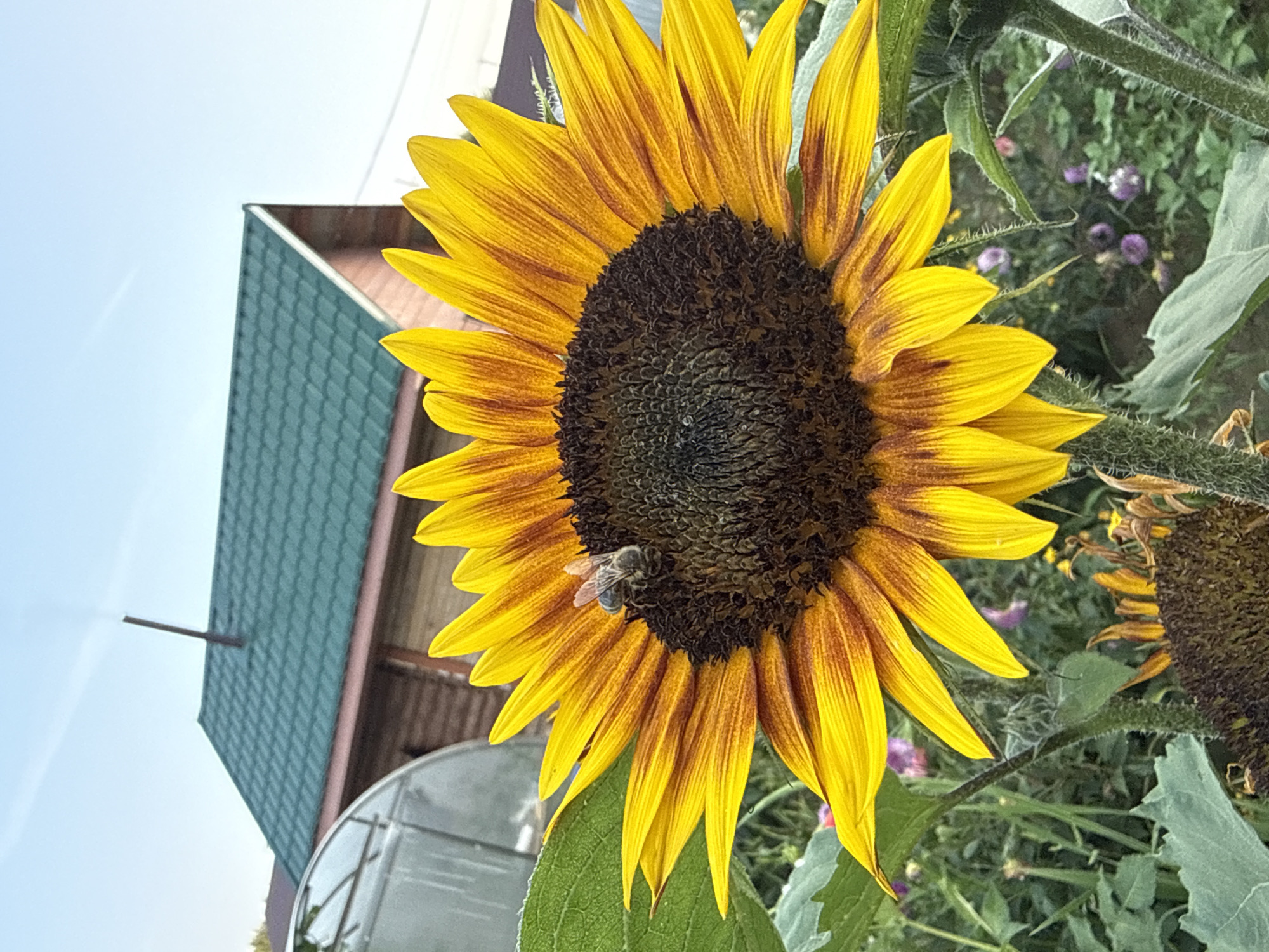 The image depicts a close-up view of a sunflower with a bee on its center. The sunflower's petals are a vibrant yellow with reddish-brown markings. In the background, a wooden house with a green roof is visible, along with a greenhouse. The scene appears to be set in a garden or yard, likely in a rural or suburban area. The sky is a clear blue with some wispy clouds. The image was captured in Chaikovsky, Russia.