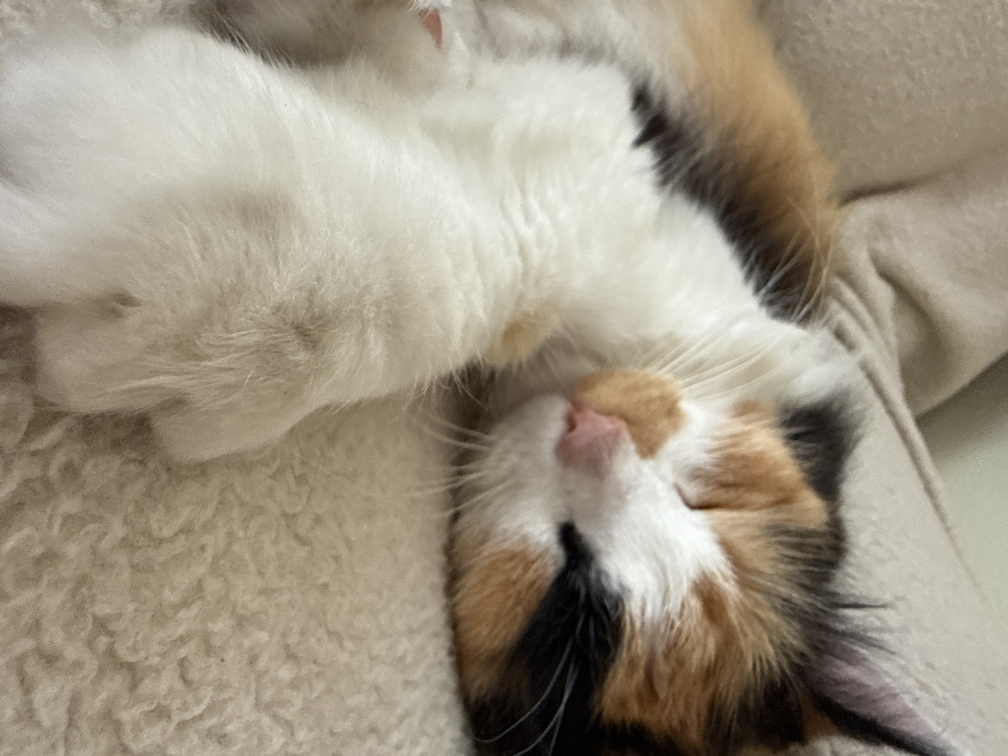 An adult calico cat is sleeping on a textured, light-colored surface, possibly a blanket or rug. The cat is lying on its side, with its eyes closed. Its fur is a mix of white, black, and orange. One of its white paws is resting on its chest. The background is out of focus and appears to be a soft, light-colored fabric, possibly a couch or bed. The lighting is soft and even, suggesting an indoor setting.