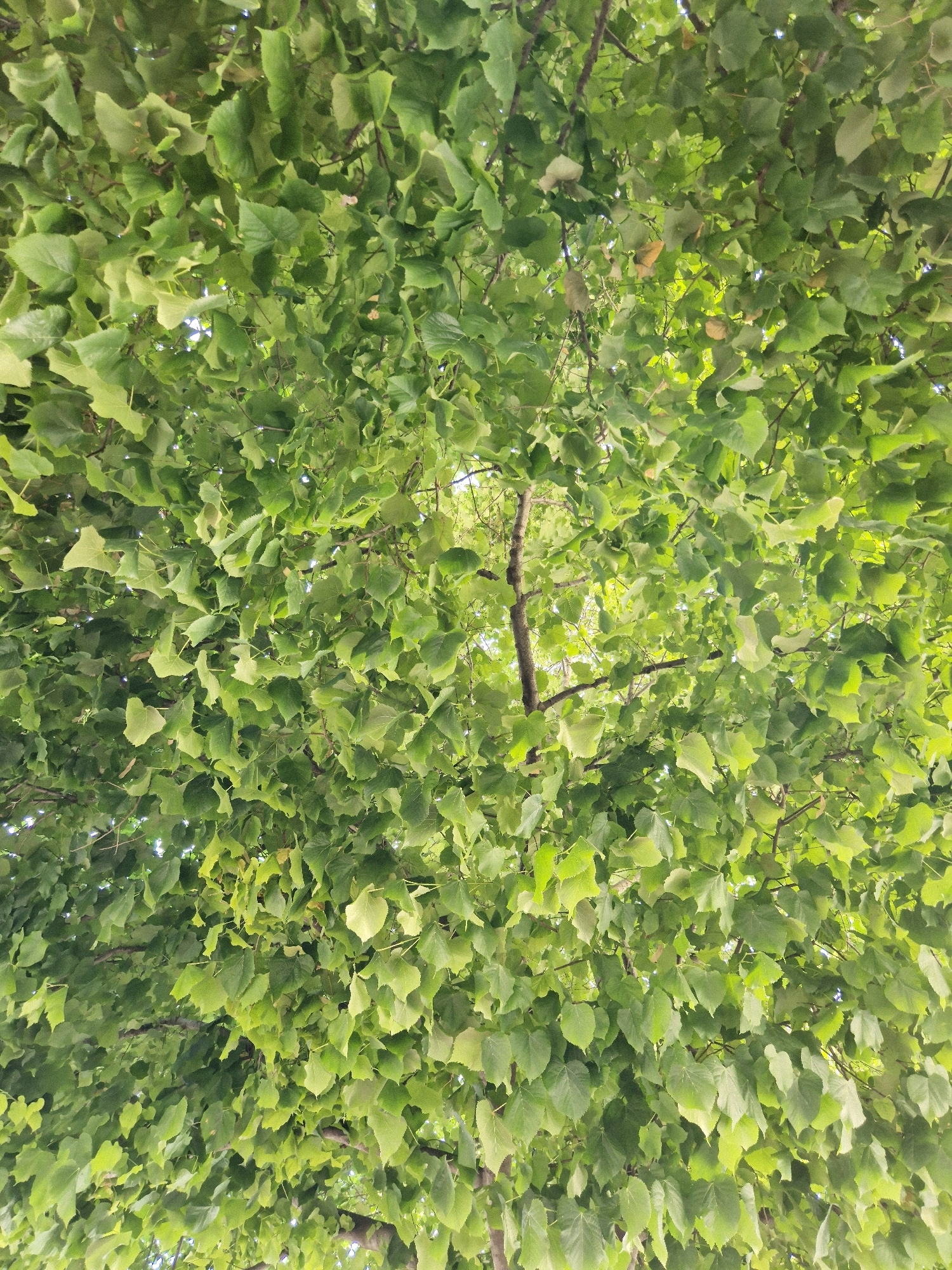 The image shows an upward view of a dense canopy of green leaves from a tree, with some branches visible. The leaves are varied in shape and size, with some areas showing dappled sunlight filtering through. The overall impression is of lush foliage against a bright sky. The context provided places this scene in the city of Taranto, Italy. There are no people, animals, or specific man-made objects depicted in the image itself, beyond the tree's structure. The environment is natural, suggesting an outdoor setting, likely a park or a street with mature trees.