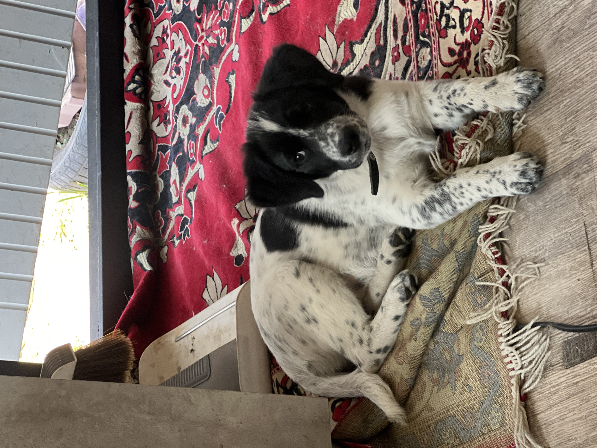 A medium, eye-level shot shows a black and white puppy lying on patterned rugs. The puppy has white fur with black spots and black ears and markings on the head. The puppy is wearing a black collar. The puppy is in a curled position with the front paws extended toward the right edge of the frame. The rugs under the puppy are layered; a red rug with a floral and paisley pattern is on top of a tan and brown rug with fringe. The rugs appear to be on a wood surface. To the left of the puppy is an air conditioning unit on a ledge. In the background, to the left, is a window with light shining through. Beside the window is a broom.