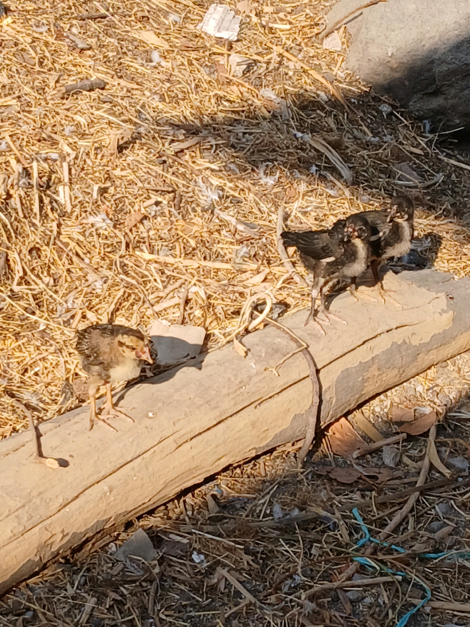 Four chicks are on a fallen log. Two chicks are black and are huddled together on the right side of the log. One chick is brown and is on the left side of the log. A fourth chick, also brown, is to the left of the log. The chicks are in an outdoor environment, with dry grass and dirt covering the ground.