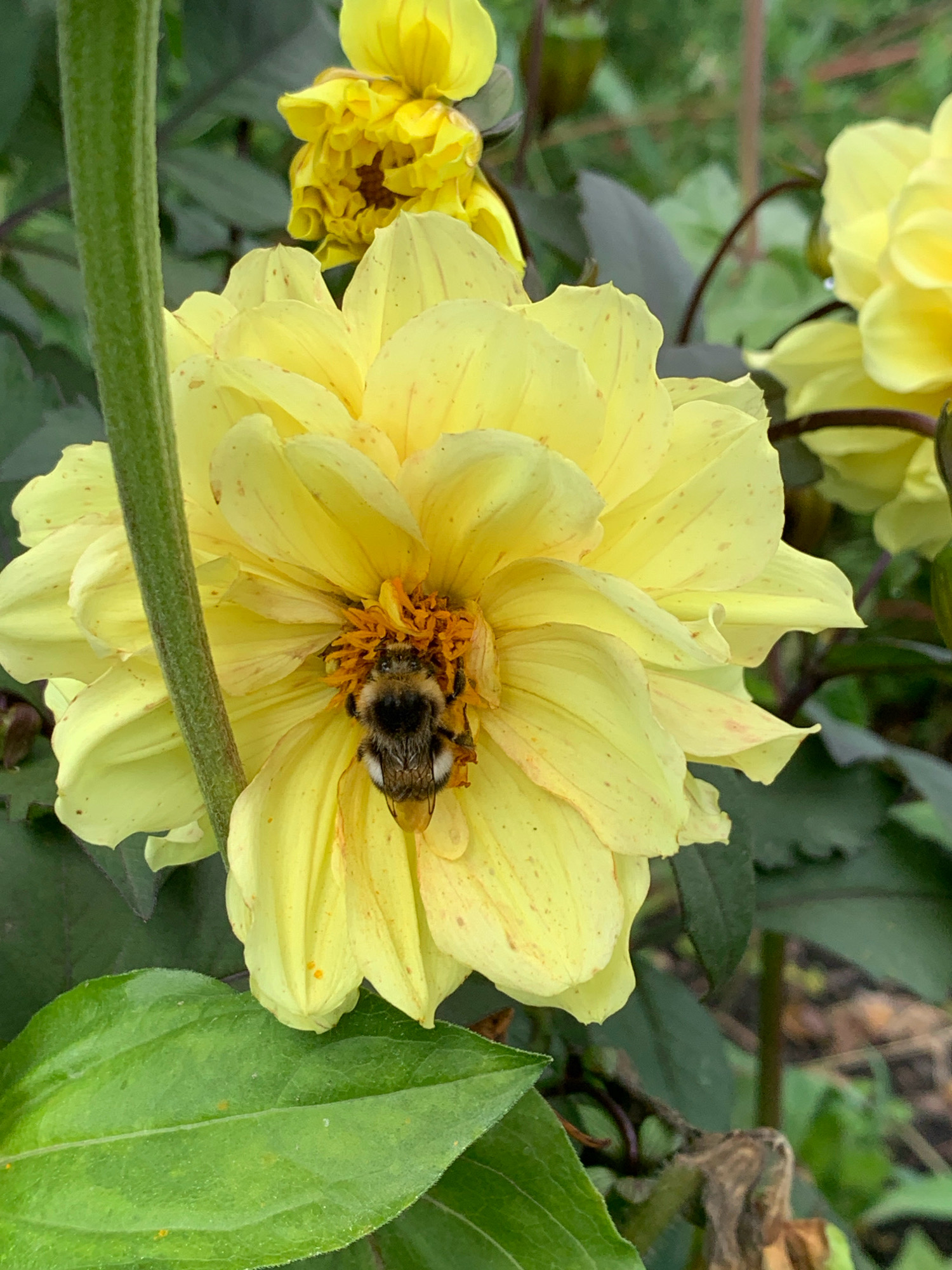 A close-up, eye-level shot shows a bumblebee on a bright yellow dahlia flower. The bumblebee is positioned in the center of the flower, with its fuzzy body visible and its legs spread out. The dahlia has multiple layers of delicate, pale yellow petals, some with slight red speckling. A thick, green stem is visible on the left side of the frame, partially obscuring the flower. In the background, other yellow dahlias and dark green foliage are visible, suggesting a garden setting. The lighting is soft, and the focus is sharp on the bumblebee and the central part of the flower. This image was likely taken in Novostroika, Russia, in a garden or park area.