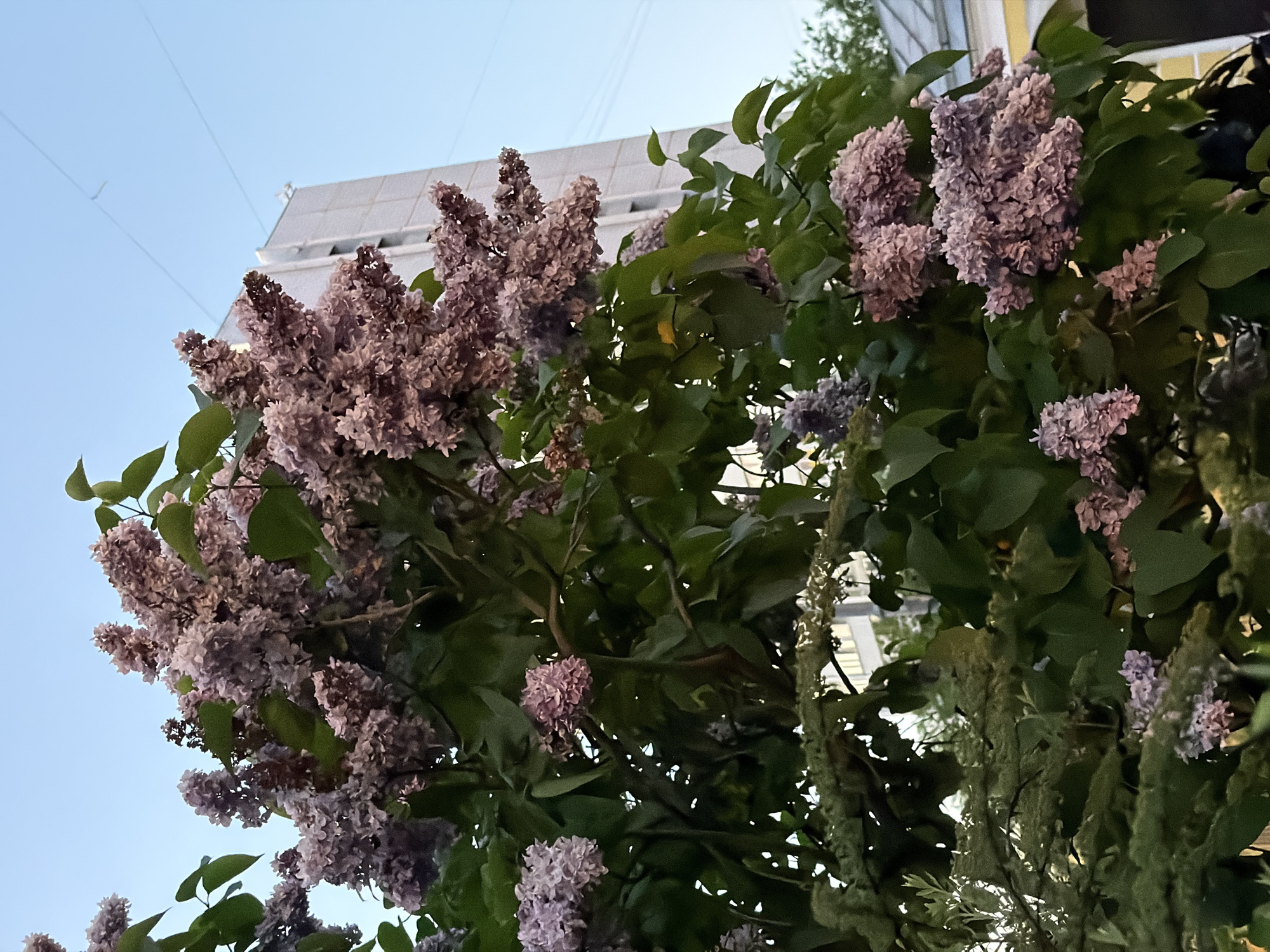 A low-angle shot captures a blooming lilac bush in front of a tall building, likely in Moscow, Russia, given the architectural style. The lilac flowers are predominantly purple and pink, forming dense clusters against the green foliage. The building is white or light gray, with a flat roof and multiple stories. Power lines stretch across the clear blue sky in the upper left corner of the frame.