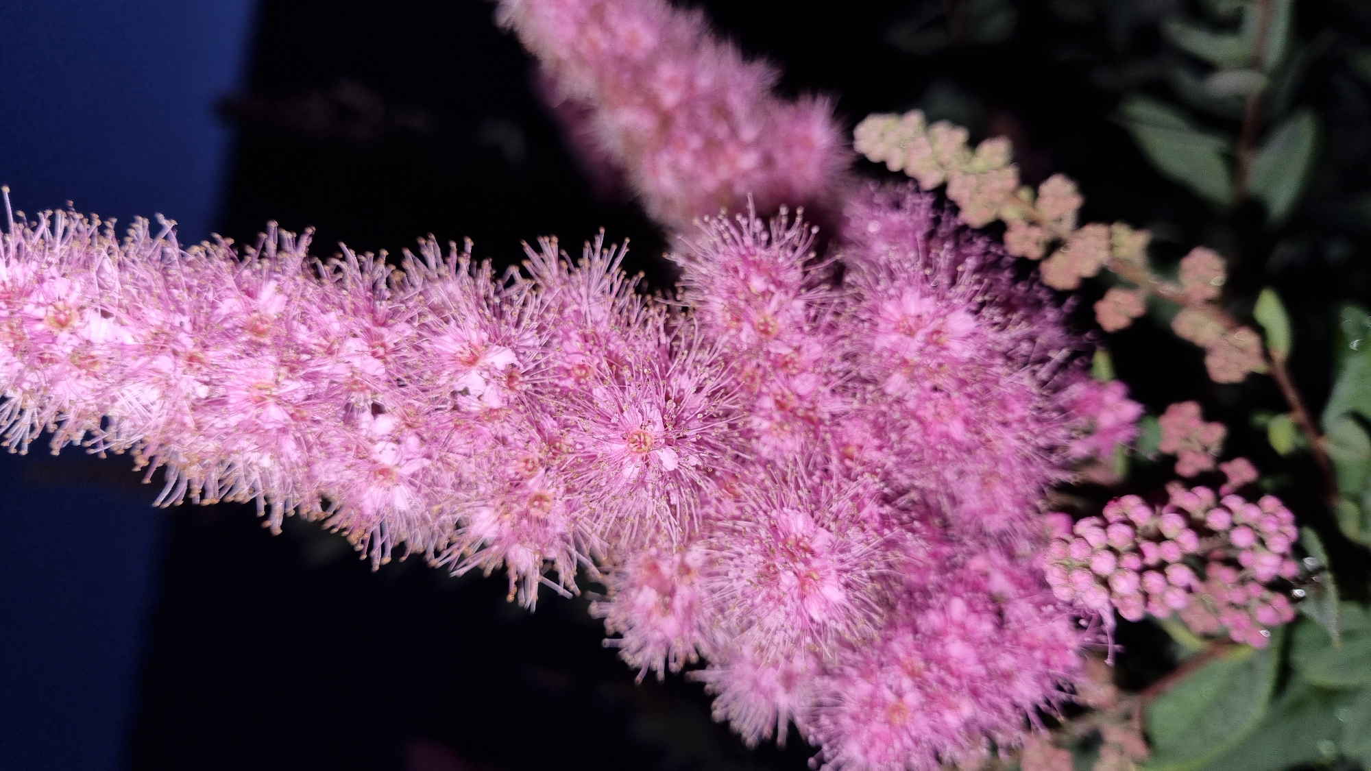 A close-up, night-time, macro photograph showcases a cluster of delicate pink flowers with feathery petals, likely Astilbe, against a dark, blurred background. The flowers are illuminated, revealing intricate details of their stamens and pistils, with some individual florets visible. To the lower left, a cluster of smaller, developing pink buds is present. Further to the right and slightly blurred, another spike of pink flowers is visible, along with muted green foliage and a few pale, dried flower remnants. The overall impression is one of natural beauty captured in low light, likely in a garden or natural setting in or near the city of Vysokoe, Russia.
