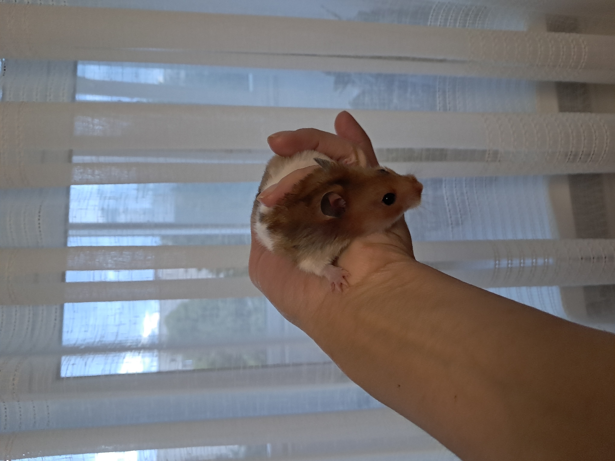 A person's hand is holding a small, tan and white hamster against a backdrop of sheer white curtains, through which a blurry view of buildings and trees is visible. The hamster is curled up, with its head resting on the person's fingers. The lighting suggests it is daytime.