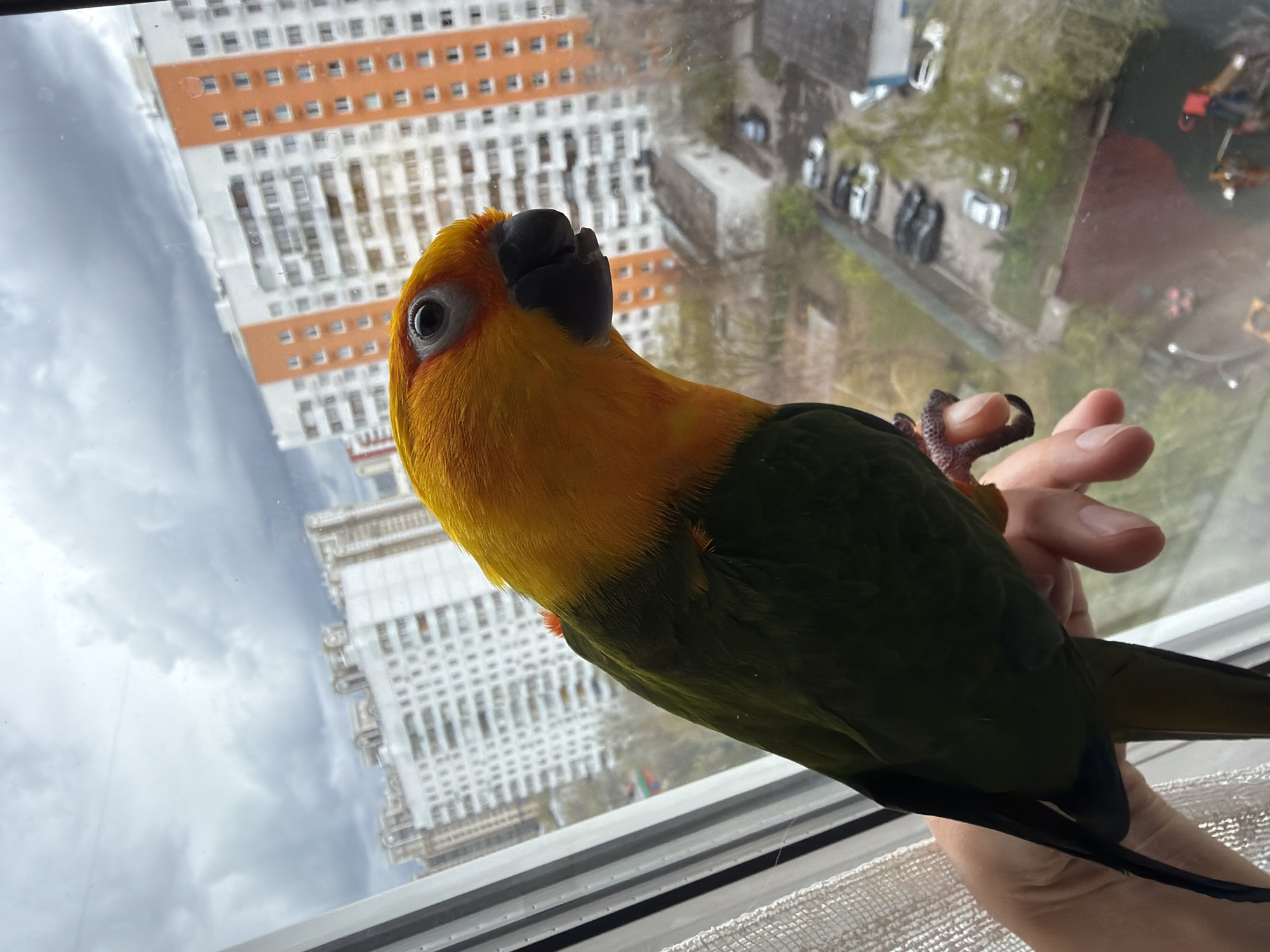 A Sun Conure parrot is perched on a person's hand against a window in Khimki, Russia. The parrot has bright yellow and orange plumage on its head and chest, transitioning to green on its wings and back, and black tail feathers. The parrot is facing left with its head tilted back, and its claws are gripping a person's hand. Through the window, there is a view of a city with tall apartment buildings. The building directly across from the window is primarily white with orange horizontal stripes. The environment is urban, with overcast skies suggesting daytime. Other buildings and vehicles can be seen below the window.