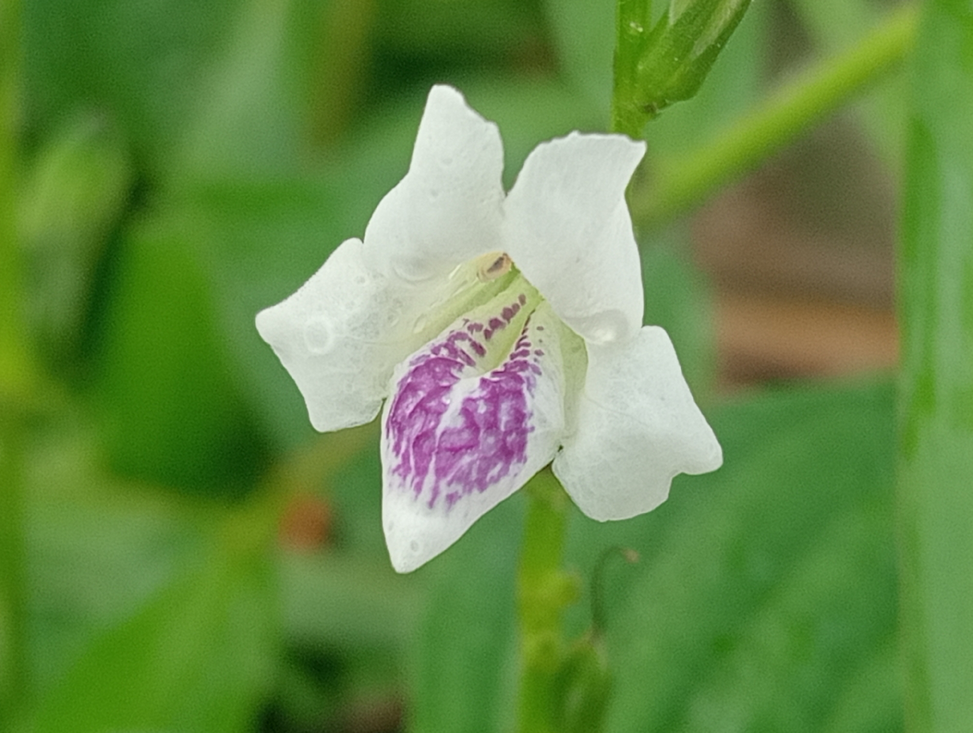 A close-up image depicts a white flower with purple markings, surrounded by green foliage. The flower has four petals with slightly uneven edges. Purple blotches are concentrated on the lower petal, fading towards the edges. The background is a soft blur of green leaves and stems.
The scene's location is in the city of Unknown, Unknown.