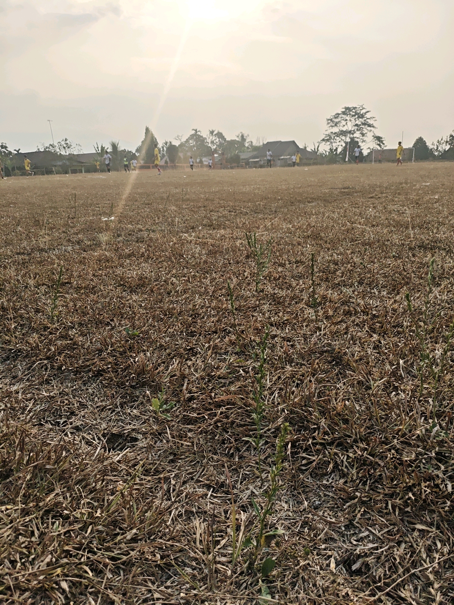 The image depicts a soccer game taking place on a dry, brown, and sparsely vegetated field, likely in Karang Sari, Indonesia, given the context provided. The sun is visible in the sky, casting a bright light that creates lens flare. Several players, dressed in yellow and white uniforms, are scattered across the field, actively engaged in the game. Two soccer goals are visible in the background, along with some trees and houses that suggest a rural or semi-rural setting. The foreground is dominated by the dry grass and soil, with a few small green plants emerging. The overall scene conveys a sense of an outdoor sporting event in a hot and arid climate.