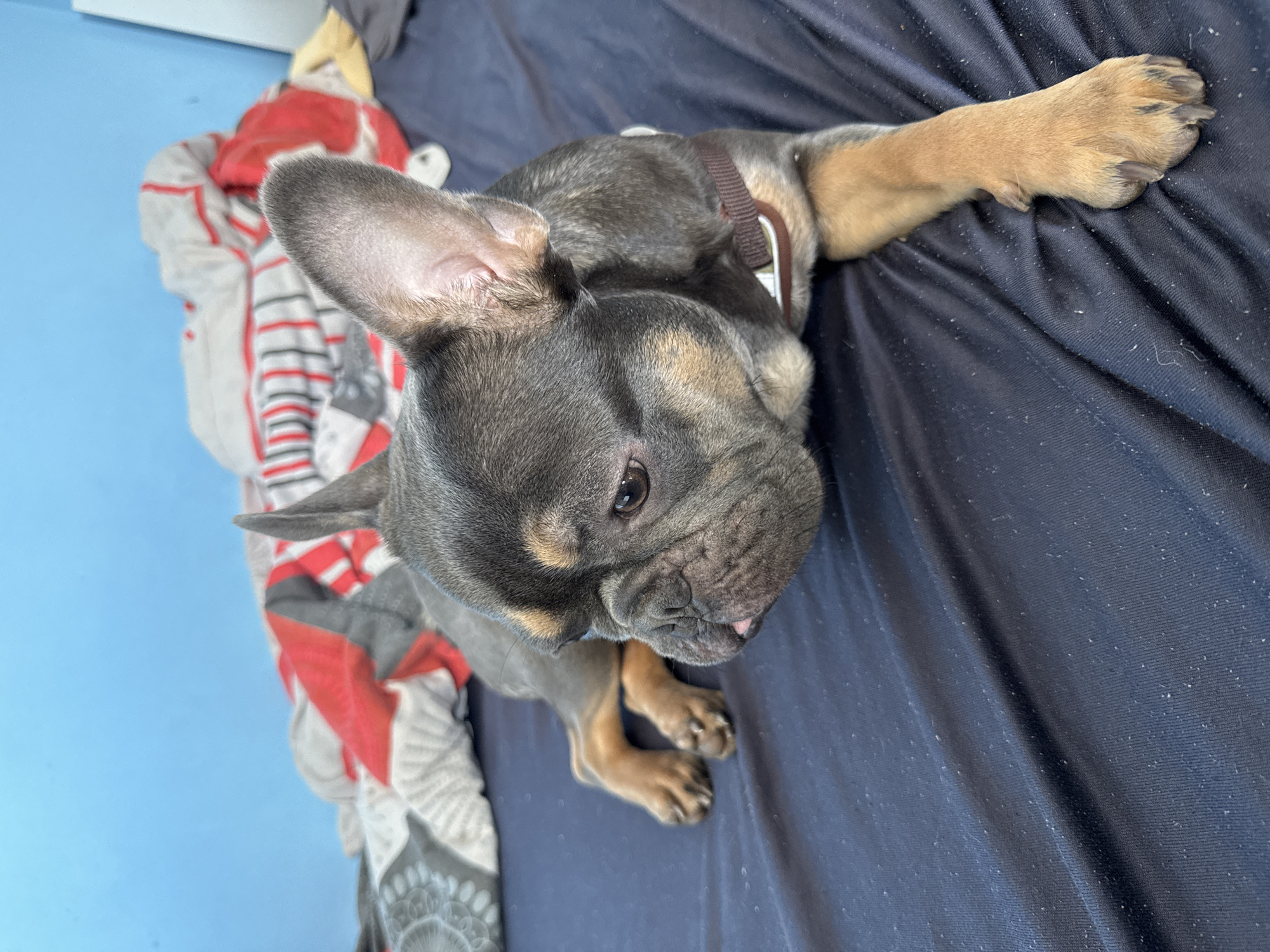 An indoor scene in the city of Burgas, Bulgaria, depicts a blue-tan French Bulldog lying on a dark blue fabric surface, likely a bedsheet or blanket. The dog is positioned with its head turned towards the lower left of the frame, its right eye visible and gazing downward. Its snout exhibits characteristic wrinkles, and a small pink tongue protrudes slightly. The dog wears a brown fabric harness with a lighter colored detail near its right shoulder. Its coat is primarily dark grey/black, with tan markings visible on its face, chest, and all four paws. The front paws are extended forward, while the hind paws are partially visible to the left. The dark blue fabric surface shows visible lint or dust particles. In the background, to the left, a light blue wall is visible. To the right and behind the dog, a rumpled bed is present, covered with a duvet or blanket featuring a pattern of red, white, and grey stripes and abstract designs.
