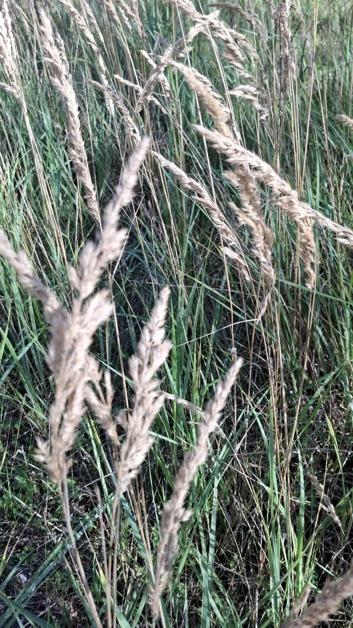 The image is a close-up, eye-level, outdoor shot of dry grass stalks and green grass in a field. The dry grass is light brown and feathery, with many stalks clustered together. The green grass is longer and thinner, and appears to be growing beneath the dry stalks. The lighting suggests it is daytime, with sunlight filtering through the grass. The background is a blur of green and brown, indicating a shallow depth of field. The overall impression is one of natural, untamed vegetation. There are no people, animals, or man-made objects visible in the image. The image was taken in Winkelhaid, Germany.