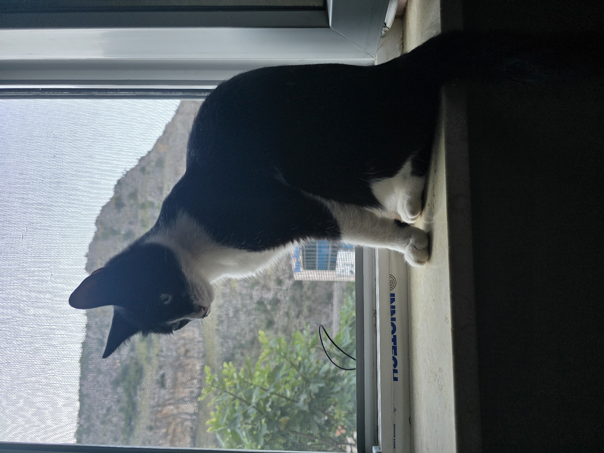 A black and white cat is perched on a windowsill, looking out at a rocky hillside. The cat is silhouetted against the bright outdoor scene, which includes green foliage and a building in the distance. The windowsill is a light beige color, and the window is covered by a mesh screen. A white strip with text is visible along the bottom of the windowsill. The overall lighting suggests it is daytime.