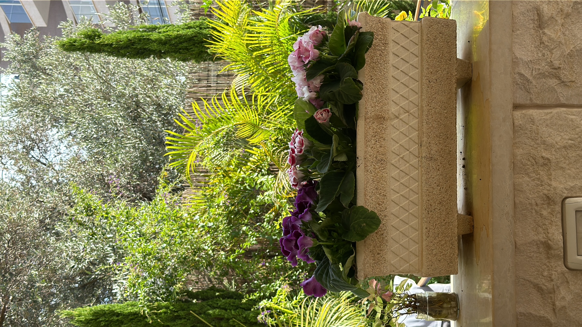 This is a medium shot of a stone planter filled with blooming flowers, situated on a stone ledge outdoors. The planter is rectangular with a textured diamond pattern on its sides and rests on four small, block-like feet. The flowers are a mix of deep purple and pale pink with white accents, with lush green leaves cascading over the edges. Behind the planter, a dense array of green foliage, including palm fronds and taller trees, creates a natural backdrop. A bamboo fence is visible behind the plants. In the far distance, a modern building with windows can be seen. On the left side of the planter, a small glass jar holding a few sprigs of greenery and small pebbles is present. The overall setting appears to be a balcony or patio in a residential area. The lighting suggests it is daytime, with sunlight filtering through the leaves. The scene is located in Kafr Yasif, Israel. There are no people visible in the image.