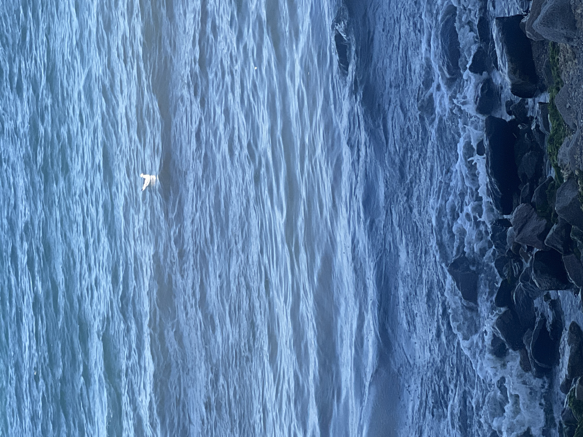 The image shows a view of the Black Sea in Odesa, Ukraine. The sea is rough with waves crashing against a rocky shore. A single seagull is visible floating on the water in the middle ground. The sky is not visible in the frame. The scene appears to be a natural coastal environment.
