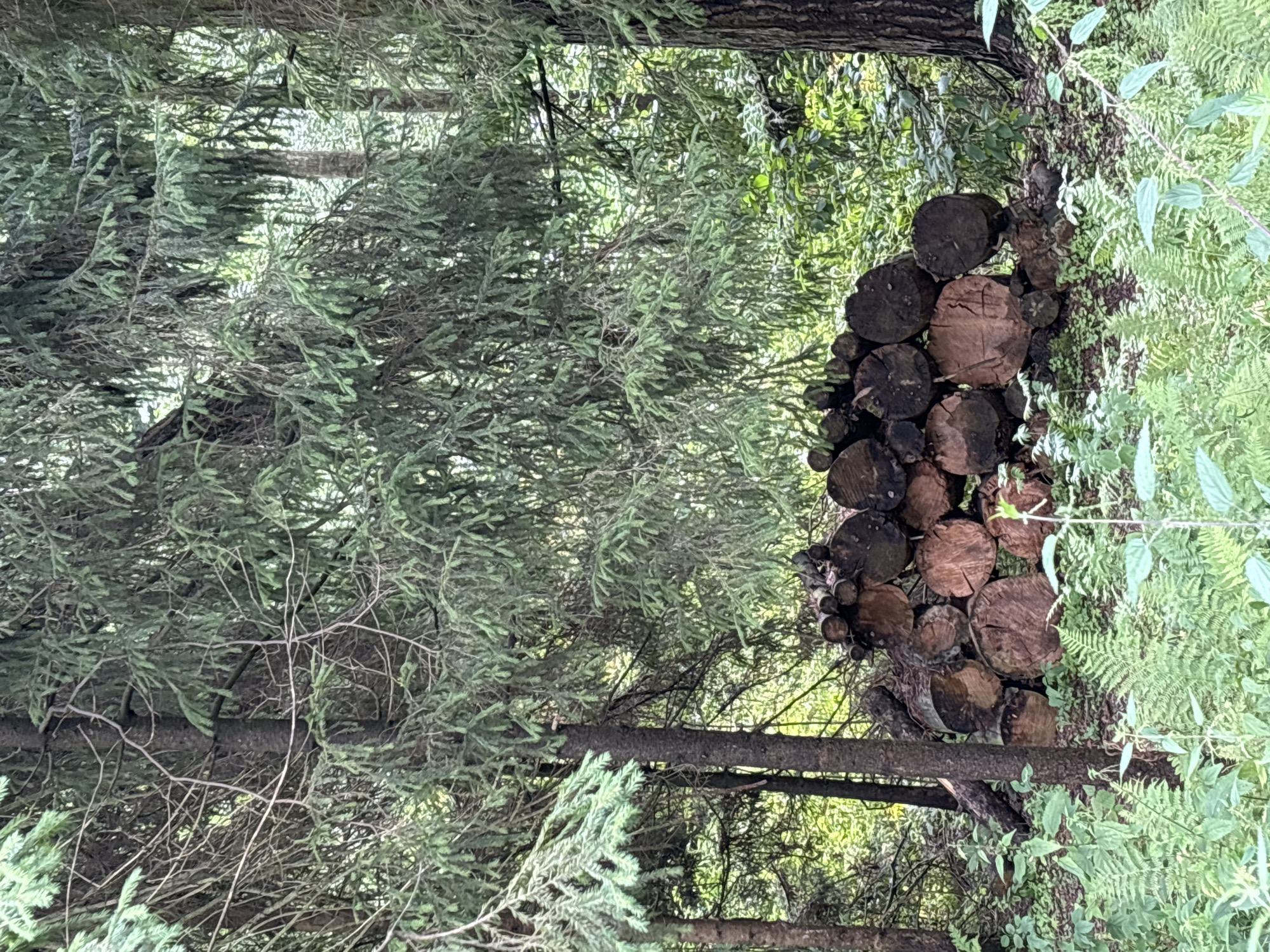 A pile of cut logs rests on the forest floor in Pavlovskaya Sloboda, Russia. The logs are of varying sizes and some show signs of weathering. They are stacked unevenly, with some lying horizontally and others at an angle. The forest is dense with evergreen trees, their branches creating a canopy overhead. Ferns and other undergrowth cover the ground around the logs. The light filtering through the trees suggests it is daytime. No people or animals are visible in the scene.