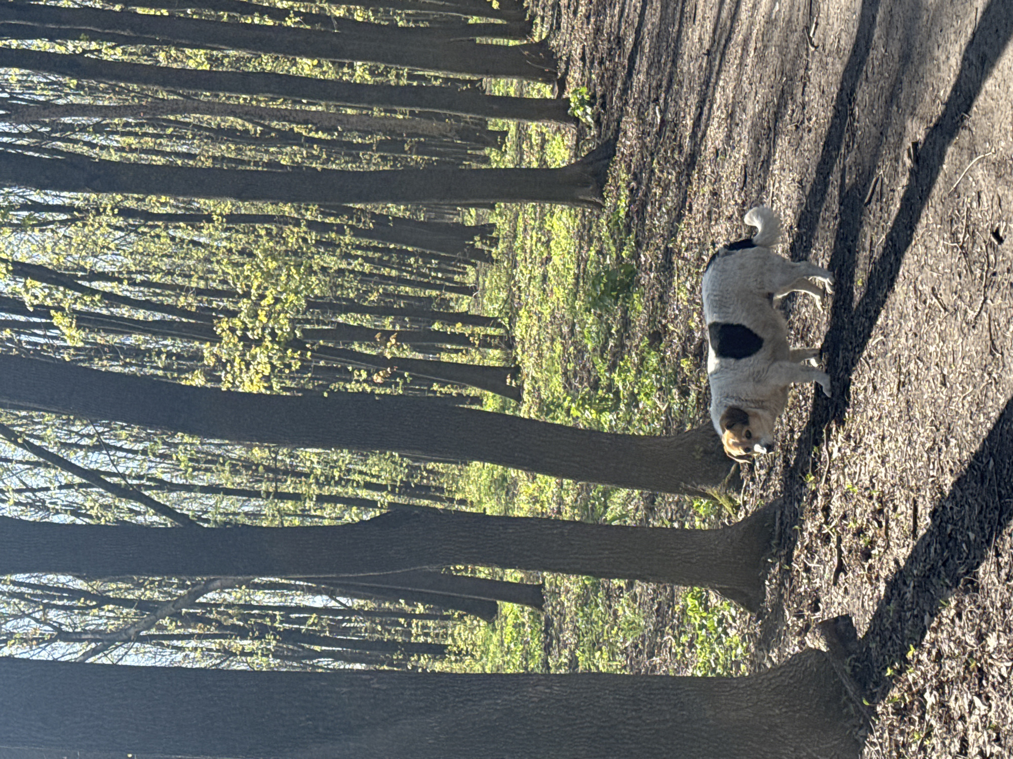 A white dog with a black patch on its back and a tan head stands on a sunlit dirt path in a forest or park. The path runs along the right side of the frame, marked by deep, elongated shadows cast by nearby trees, suggesting either morning or late afternoon. To the left, numerous tall, slender tree trunks create a dense, vertical line. Beyond these, a bright, diffuse light illuminates the emerging, light green foliage, signaling early spring. The ground is a mix of dry leaves and nascent green undergrowth. The overall scene conveys a peaceful outdoor setting in Rostov-on-Don, Russia. No visible text is present.