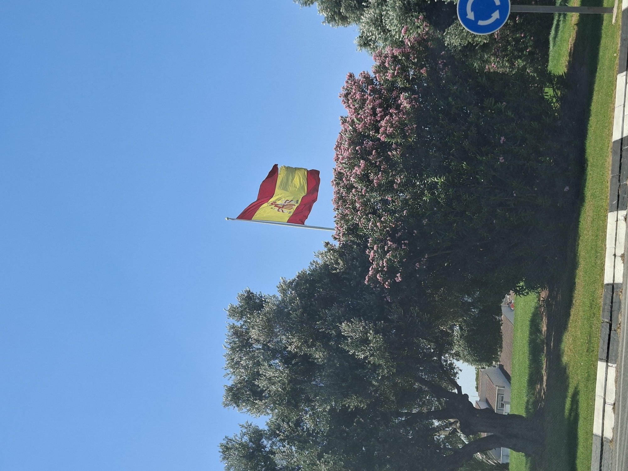The image depicts a bright, sunny day in Urbanización El Chaparral, Spain. The primary focus is a Spanish flag waving proudly from a flagpole against a clear blue sky. The flag is composed of three horizontal stripes: red, yellow, and red. The yellow stripe is twice the width of each red stripe and features the Spanish coat of arms.
In the background, lush green trees are abundant, with one particularly large tree dominating the lower right portion of the frame. This tree has a thick, gnarled trunk and a dense canopy of green leaves. Adjacent to this is another large shrub or tree adorned with clusters of delicate pink flowers, likely oleander, a common sight in Spain.
To the right of the trees, a neatly mown green lawn stretches out, bordered by a pathway or road with a black and white striped curb. A circular blue traffic sign with white arrows indicating a roundabout is visible on a pole, suggesting a road intersection. In the distance, peeking through the foliage, are the tiled roofs of houses, indicative of a residential area.
The overall impression is one of a pleasant day in a well-maintained urban environment, with the Spanish flag adding a patriotic element to the scene. The lighting suggests it is likely midday or early afternoon. There is no visible text in the image apart from the symbols on the traffic sign.