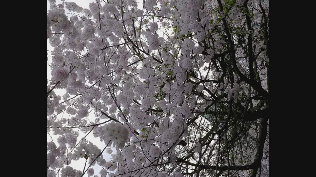 This is a vertical, medium-shot, full-frame photograph of a cherry blossom tree in full bloom. The tree is dense with delicate white and pale pink blossoms that obscure much of the trunk and branches. The sky is overcast and a light grey, providing a soft, diffused light. In the lower center of the image, peeking through the dense branches and blossoms, is the green dome of a building, possibly a church or a government building. The background behind the tree is indistinct and appears to be blurred urban scenery. The image is shot from a low angle, looking up into the canopy of the tree. The overall impression is one of spring beauty and tranquility. The dome in the background suggests a location in a city, and given the prevalence of cherry blossom trees in Vancouver, Canada, this could be Queen Elizabeth Park, Stanley Park, or the University of British Columbia.