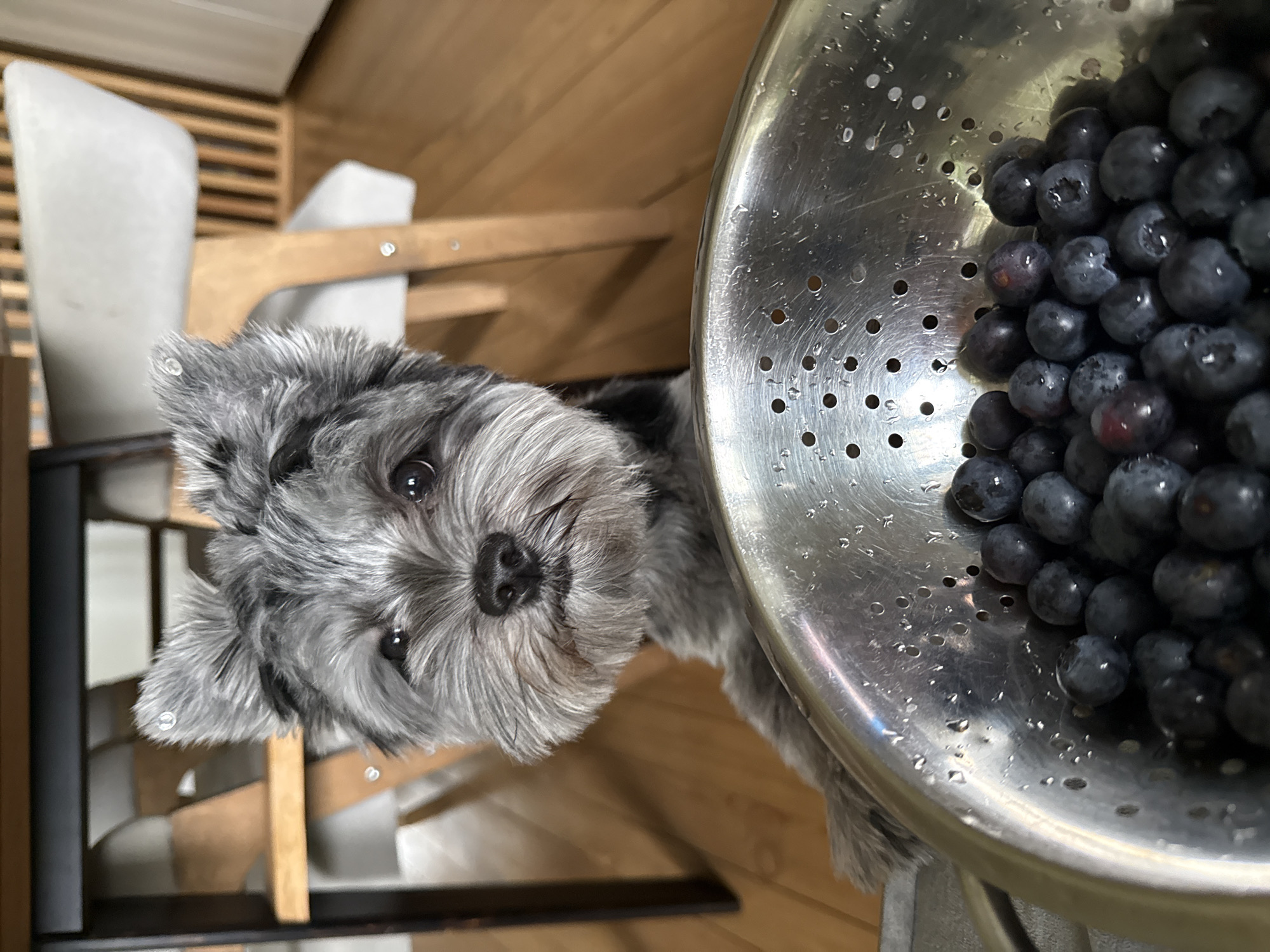 A small, grey, fluffy dog with a black nose and dark eyes is looking at the camera from behind a metal colander filled with blueberries. The dog's front paws are resting on the edge of the colander. The scene appears to be indoors, with wooden flooring and furniture visible in the background. The dog is focused and its ears are perked up. The blueberries are dark blue and some have water droplets on them. There is no indication of the specific location within Chaikovsky, Russia.