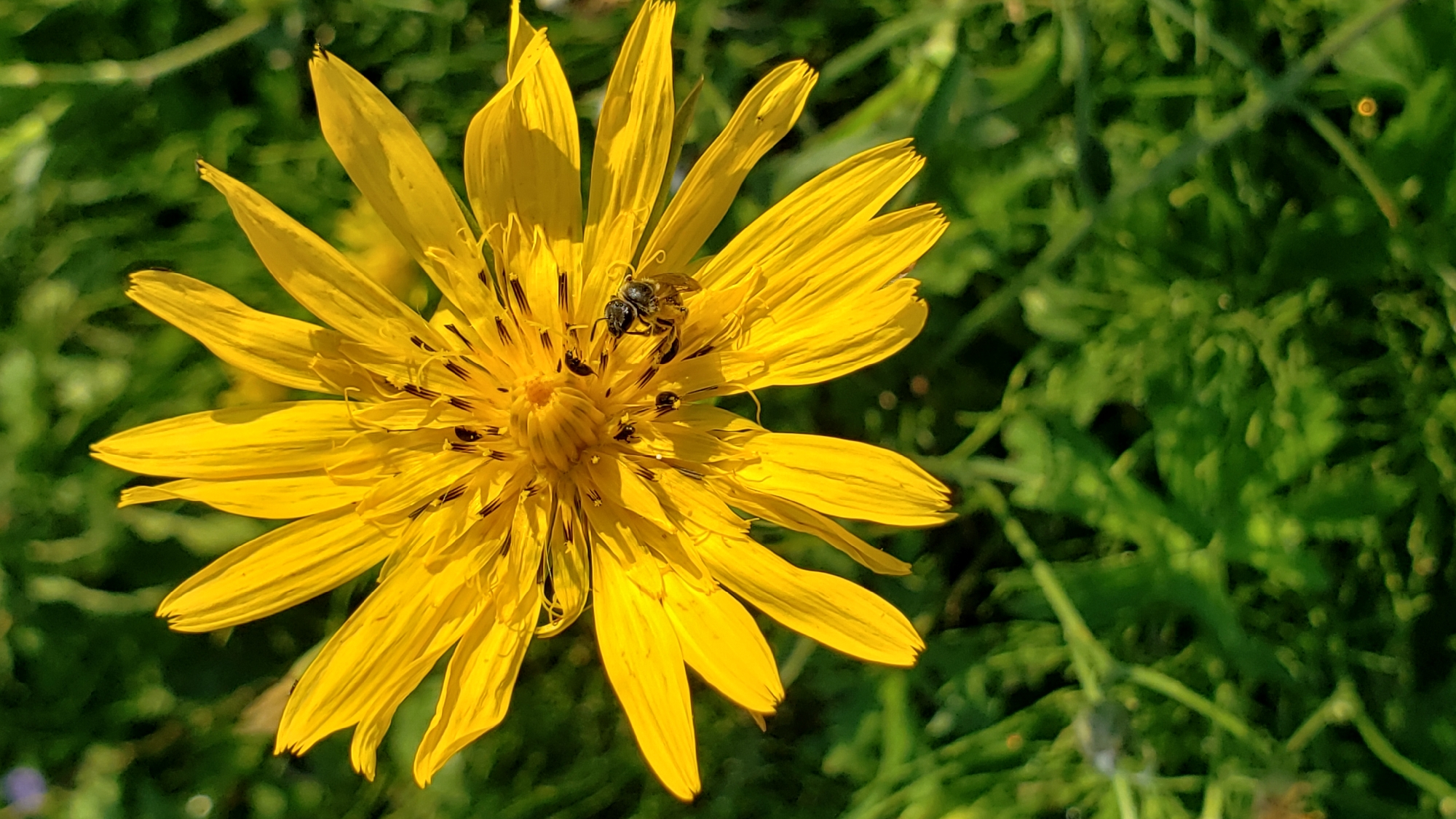 A close-up, vertical shot captures a bright yellow flower with numerous thin petals, set against a blurred green background of grass and foliage. A bee, predominantly black with some lighter stripes, is perched on the petals of the flower, facing towards the center. The flower exhibits a detailed pistil and stamen structure in its center. The lighting suggests it is daytime. The specific location in Prešov, Slovakia, is not discernible from the image itself; it appears to be an outdoor natural setting.