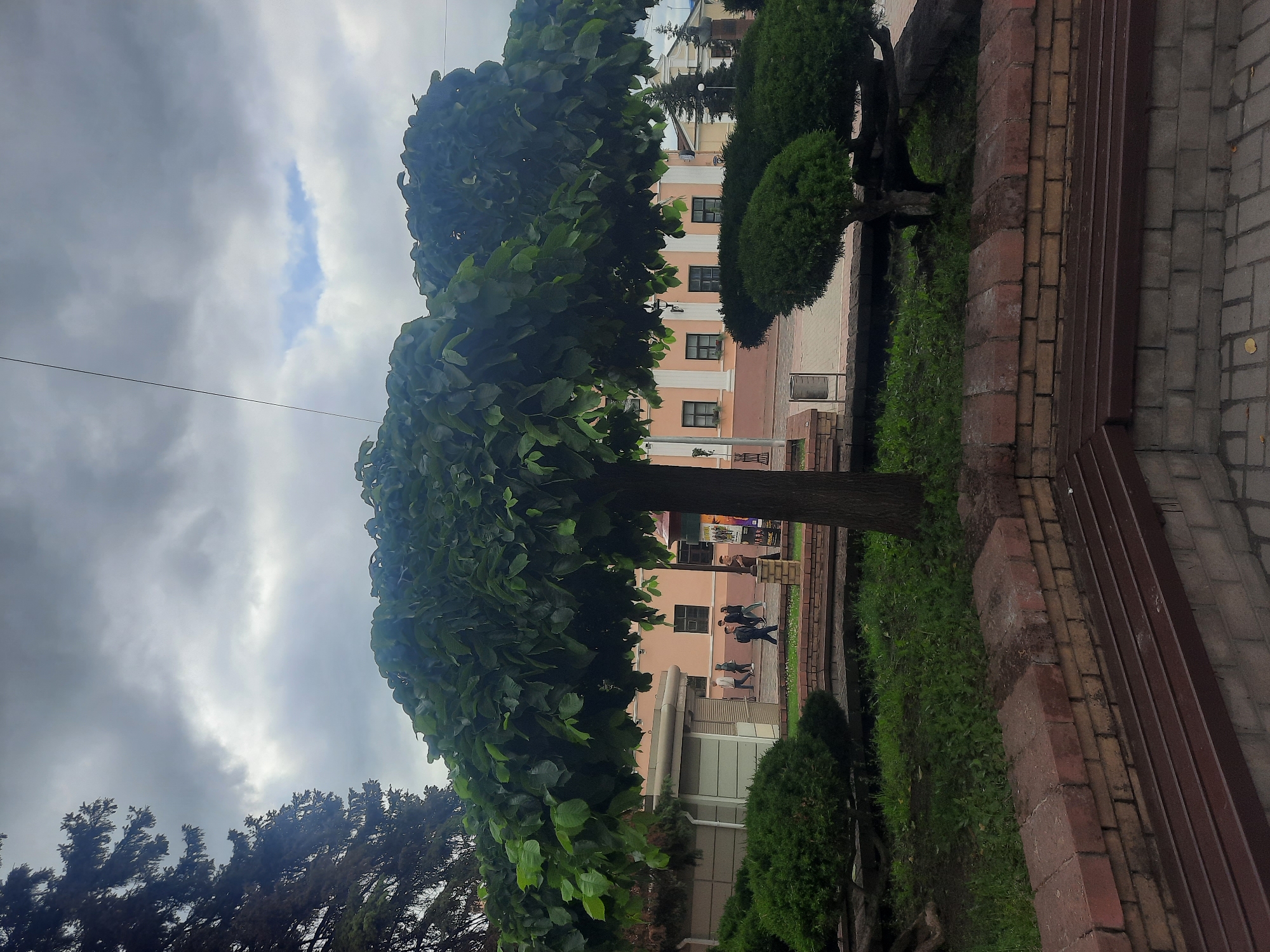 The image shows a tree with a rounded canopy and lush green leaves in the foreground. Behind the tree, a building with a pink facade and white columns is visible. Several people are walking on a paved area in front of the building. There are also decorative bushes and a brick wall with a bench in the foreground. The sky is overcast with clouds. The scene is likely a public space or park area in the city of Hrodna, Belarus.
