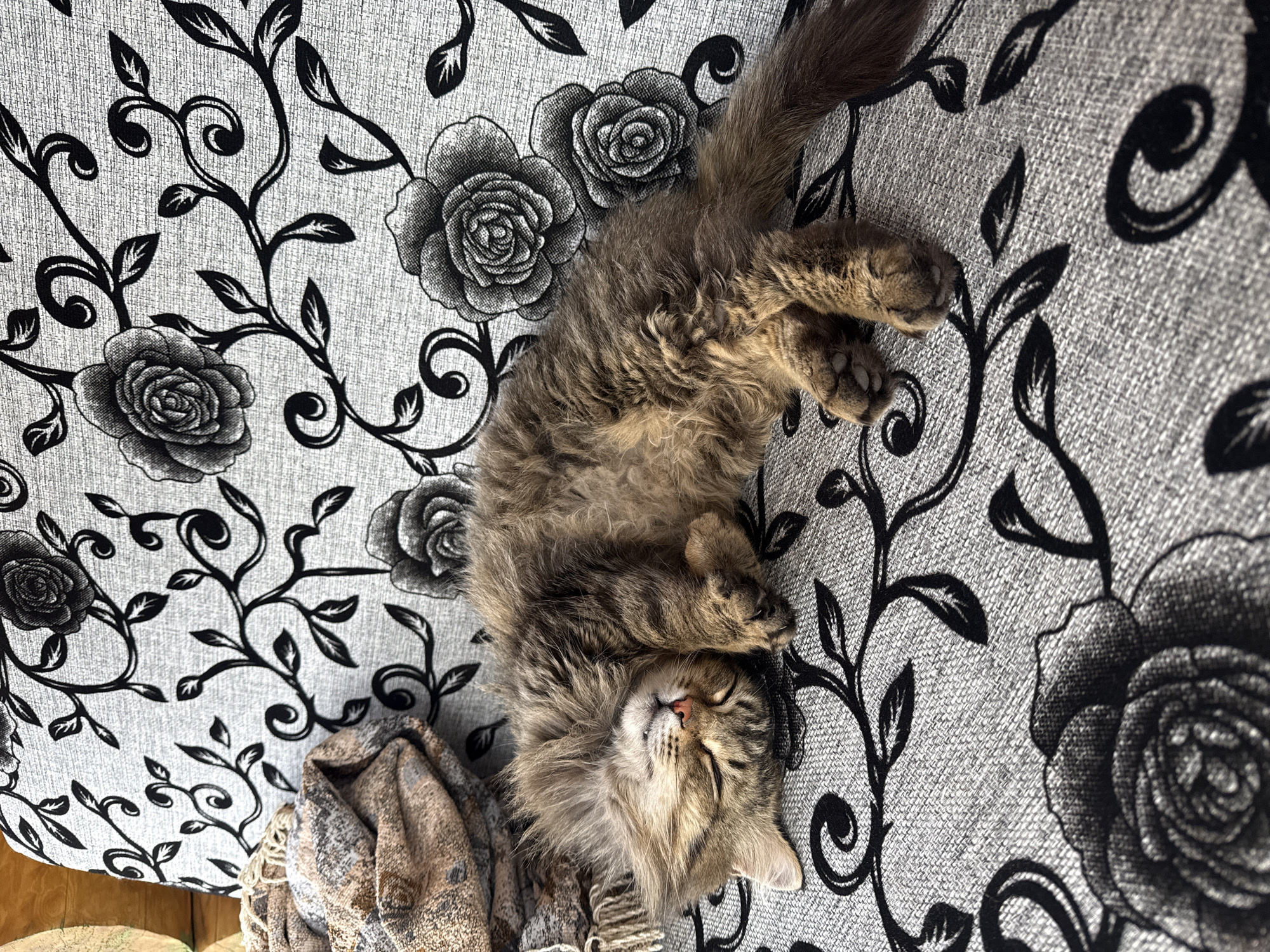 A long-haired tabby cat is lying on its back on a gray floral-patterned surface. The cat's eyes are closed, and its front paws are curled. A patterned cloth sits next to the cat, positioned on the bottom-left corner. The location in the city of Tyulyuk, Russia, cannot be verified from the image.