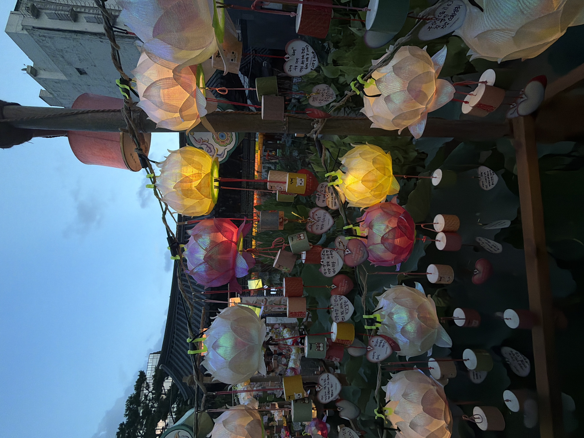 A medium shot captures a display of lotus-shaped lanterns adorned with small wooden charms and heart-shaped prayer tags, likely during an evening event in Seoul, South Korea. The lanterns, illuminated from within, vary in color from white and pale green to yellow and pink, casting a warm glow. They are suspended from branches of a tree, creating a whimsical and festive atmosphere. In the background, a traditional Korean tiled roof building and a modern multi-story structure are visible, suggesting a location that blends historical and contemporary architecture. The sky is a twilight blue, indicating that dusk has settled, and the lights of the lanterns are beginning to dominate the scene. The overall impression is one of tranquility and cultural celebration.