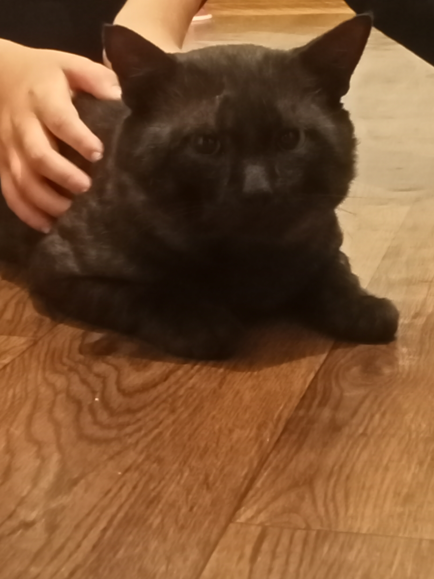 A black cat is sitting on a wooden floor. A person's hands are on the cat's back, petting it. The background is out of focus. The image is a close-up shot.