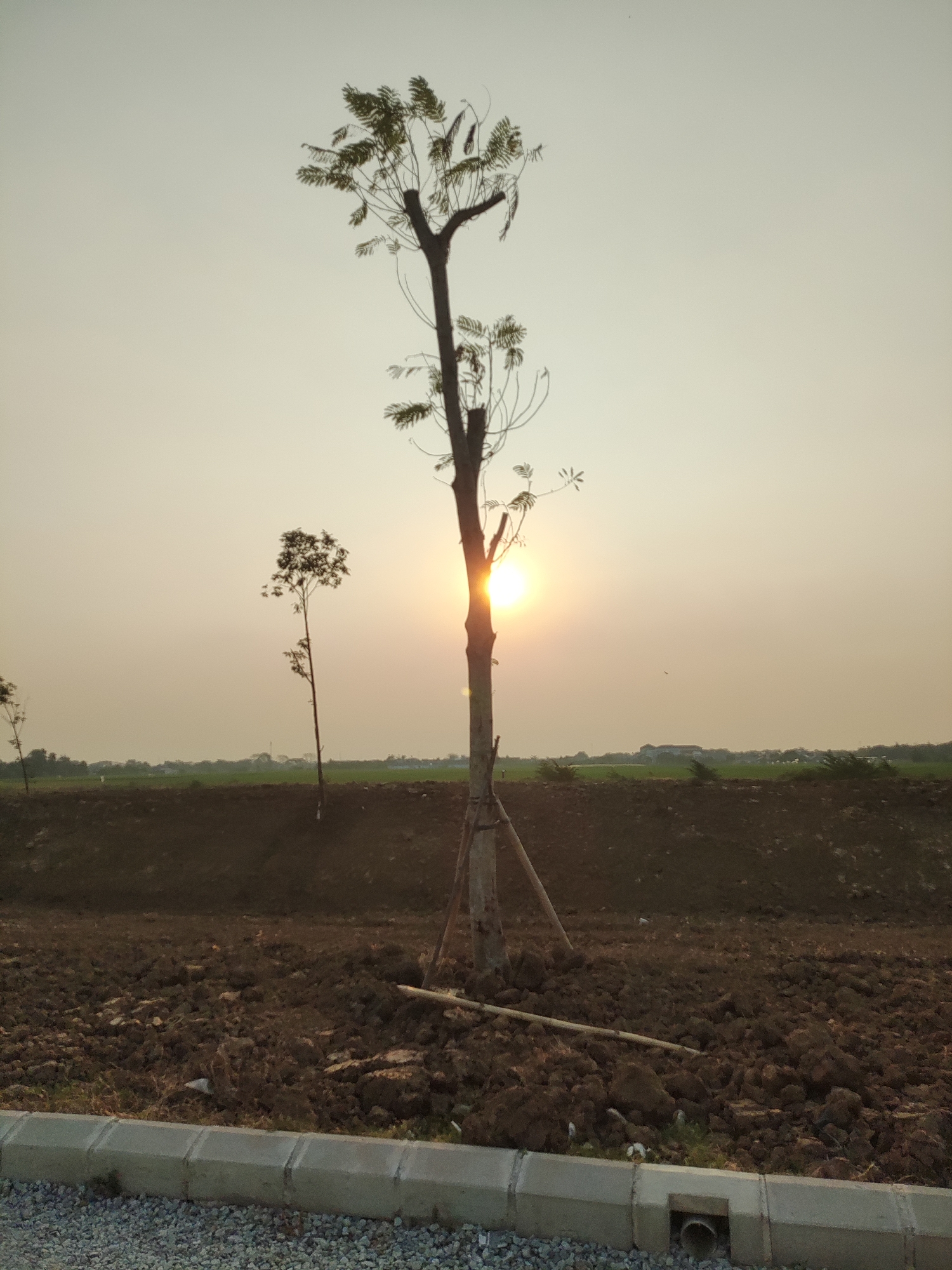 The image captures a sunset scene in Cikarang, Indonesia, likely in a semi-rural or developing area. The foreground is dominated by a construction site with rough, dark soil, scattered debris, and a concrete curb with a drainage pipe. Two young trees stand in the foreground. The larger tree, near the center, is staked with wooden supports. The sun is partially obscured by the trunk of this tree, casting a warm glow. In the midground, a smaller, slender tree stands alone. The background features a flat landscape with green fields and some distant buildings, all under a hazy, pale sky. The overall impression is one of ongoing development or agricultural activity under a serene sunset.