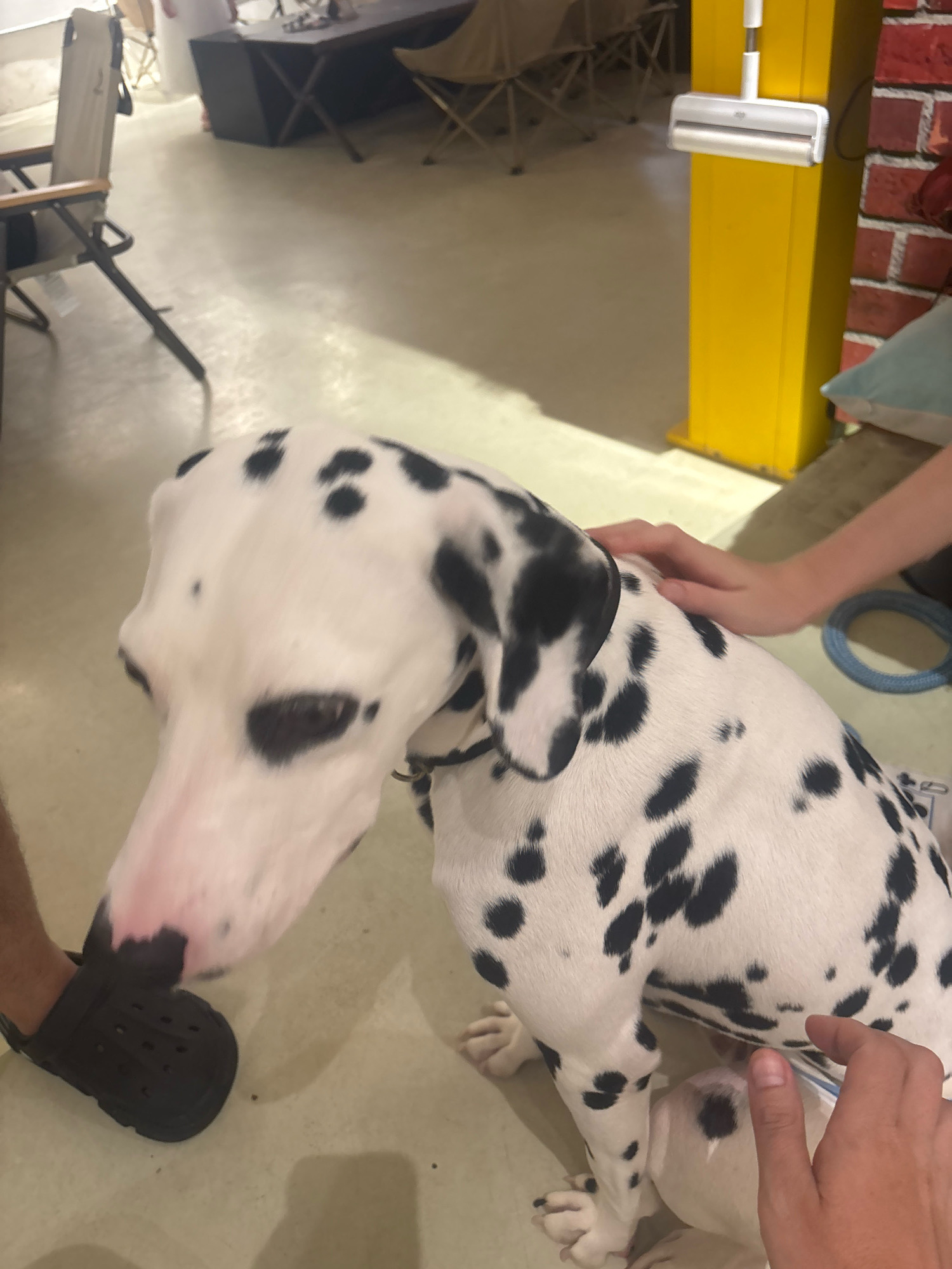 A Dalmatian dog with black spots on its white coat is positioned centrally in the foreground. The dog is looking down and to its left. A person's hand is visible petting the dog on its back, and another person's hand is holding a blue rope. A dark-colored Croc-style shoe is on the left side of the frame, partially obscuring the dog's leg. In the background, a yellow support column is prominent, with a lint roller attached to it. A brick wall is to the right of the column. The environment appears to be indoors, with a light-colored floor and furniture visible in the distance, including chairs and a dark table. The setting is likely a public space or a home in Panyu District, China.